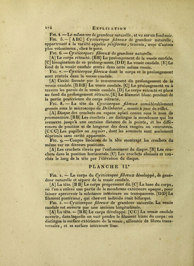 Fig. 4.— Le même ver de grandeur naturelle, et vu sur un fond noir. Fig. 5. — [ABC] Cyslicerque fibreux de grandeur naturelle, appartenant à la variété appelée pisiforme, trouvés, avec d’autres plus volumineux, chez le porc. Fig. 6. — Cyslicerque s fibreux de grandeur naturelle. [A] Le corps rétracté. [B B] Lo prolongement de la vessie caudale. [C] Invagination de ce prolongement. [DD] La vessie caudale. [E] Le fond de la vessie caudale rentré dans cette même vessie. Fig. 7. — Cyslicerque fibreux dont le corps et le prolongement sont rentrés dans la vessie caudale. [A] Cavité formée par le renversement du prolongement de la vessie caudale. [B B B] La vessie caudale. [C] Le prolongement vu à travers les parois de la vessie caudale. [D] Le corps rétracté et placé au fond du prolongement rétracté. [E] Le filament blanc pendant de la partie postérieure du corps rétracté. Fig. 8. — La tête du Cysticerque fibreux considérablement grossie sous le microscope de Dellebarre , monté à jour de réflet. [A] Disque des crochets .ou espace aplati connu sous le nom de promontoire. [B B] Les crochets : on distingue la membrane qui les recouvre jusqu’à une certaine distance de la pointe, et les diffé- rences de position et de longueur des deux rangées ou couronnes. [C C C] Les papilles ou suçoirs, dont les sommets sont seulement déprimés sans cavité apparente. Fig. 9. — Coupes linéaires de la tête montrant les crochets du même ver en diverses positions. [A] Les crochets élevés par l’enfoncement du disque. [B] Les cro- chets dans la position horizontale. [C] Les crochets abaissés et cou- chés le long de la tête par l’élévation du disque. PLANCHE II.e Fig. 1. — Le corps du Cysticerque fibreux développé, de gran- deur naturelle et séparé de la vessie caudale. [A] La tête. [B B] Le corps proprement dit. [C] La base du corps, où l’on a enlevé une partie de la membrane extérieure opaque, pour laisser apercevoir la substance intérieure ou transparente. [DD] Le filament postérieur, qui chez cet individu était bifurqué. Fig. 2. — Cysticerque fibreux de grandeur naturelle. La vessie caudale est ouverte par une incision longitudinale. [A] La tête. — [B B] Le corps développé. [CC] La vessie caudale ouverte, dans laquelle on voit pendre le filament blanc du corps: 011 distingue la surface extérieure de la vessie , sillonnée de fibres trans- versales , et sa surface intérieure lisse.