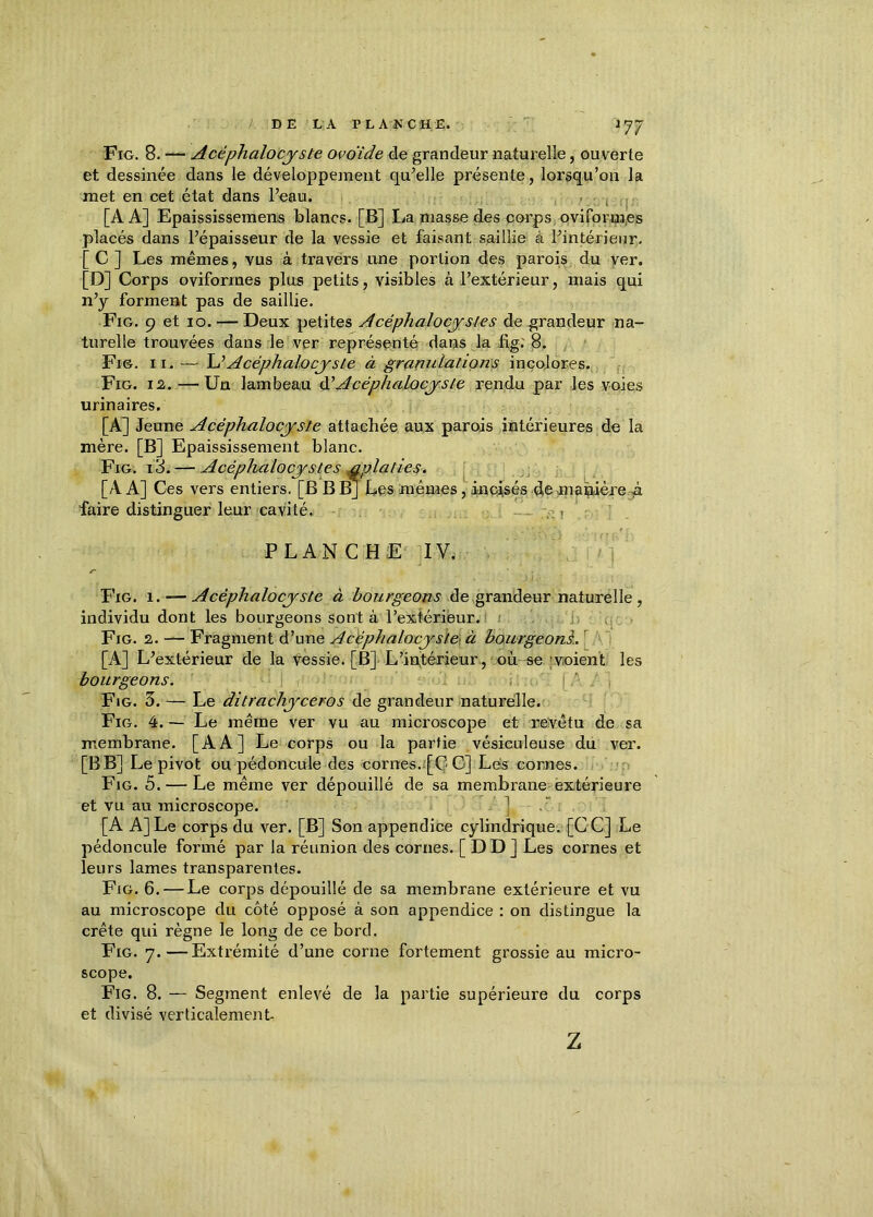 DE LA PLANCHE. J77 Fig. 8. — Acéphalocyste ovoïde de grandeur naturelle, ouverte et dessinée dans le développement qu’elle présente, lorsqu’on la met en cet état dans l’eau. [AA] Epaississemens blancs. [B] La niasse des corps ovifomi, es placés dans l’épaisseur de la vessie et faisant saillie à l’intérieur. [ C ] Les mêmes, vus à travers une portion des parois du ver. [D] Corps oviformes plus petits, visibles à l’extérieur, mais qui n’y forment pas de saillie. Fig. 9 et io. — Deux petites Acéphalocysles de grandeur na- turelle trouvées dans le ver représenté dans la fig; 8. Fig. ii. — Acéphalocyste à granulations incolores. Fig. 12. — Un lambeau éé Acéphalocyste rendu par les voies urinaires, [A] Jeune Acéphalocyste attachée aux parois intérieures de la mère. [B] Epaississement blanc. Fig. i3.— Acéphalocystes aplaties. [A A] Ces vers entiers. [B B B] Les mêmes, incisés de manière g faire distinguer leur cavité. . , Fig. i. — Acéphalocyste à bourgeons de grandeur naturelle, individu dont les bourgeons sont à l’extérieur. Fig. 2. — Fragment d’une Acéphalocystej à baurgeonL [A] L’extérieur de la vessie. [B] L’intérieur , où se voient les bourgeons. . | . Fig. 3. — Le ditrachyceros de grandeur naturelle. Fig. 4. — Le même ver vu au microscope et revêtu de sa membrane. [AA] Le corps ou la partie vésiculeuse du ver. [BB] Le pivot ou pédoncule des cornes. [CC] Les cornes. Fig. 5. — Le même ver dépouillé de sa membrane extérieure et vu au microscope. 1 [A A] Le corps du ver. [B] Son appendice cylindrique. [CC] Le pédoncule formé par la réunion des cornes. [DD] Les cornes et leurs lames transparentes. Fig. 6. — Le corps dépouillé de sa membrane extérieure et vu au microscope du côté opposé à son appendice : on distingue la crête qui règne le long de ce bord. Fig. 7.—Extrémité d’une corne fortement grossie au micro- scope. Fig. 8. — Segment enlevé de la partie supérieure du corps et divisé verticalement. PLANCHE IV. Z