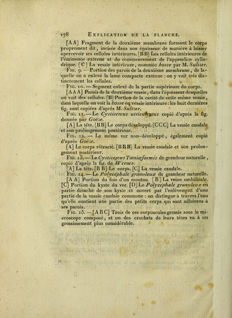 [AA] Fragment de la deuxième membrane formant le corps proprement dit, incisée dans son épaisseur de manière à laisser apercevoir ses cellules intérieures. [BB] Les cellules intérieures de l’éminence externe et du commencement de l’appendice cylin- drique. [C] La vessie intérieure, nommée bosse par M. Sultzer. Fig. 9. — Portion des parois de la deuxième membrane , de la- quelle on a enlevé la lame compacte externe : on y voit très dis- tinctement les cellules. Fig. 10. — Segment enlevé de la partie supérieure du corps. [AA A] Parois de la deuxième vessie, dans l’épaisseur desquelles on voit des cellules. [B] Portion de la cavité de cette même vessie, dans laquelle on voit la bosse oq vessie intérieure : les huit dernières fig. sont copiées d’après M. Sultzer. Fig. 11. — Le Cjsticercus ulricufeptus copié d’après la fig. donnée par Goëze. [A] La tête. [B B] Le corps développé. [CCC] La vessie caudale et son prolongement postérieur. Fig. 12.— Le même ver non-développé , également copié d’après Goëze. [A] Le corps rétracté. [B B B] La vessie caudale et son prolon- gement postérieur. Fig. i3.— L e CystlcercusTœniœformis de grandeur naturelle, copié d’après la fig. de JVerner. [A] La tête. [B B] Le corps. [C] La vessie caudale. Fig. 14.— Le Poljcépliale granuleux de grandeur naturelle. [AA] Portion du foie d’un mouton, [B] La veine ombilicale. [C] Portion du kyste du ver. [D] Le Pdlycéphale granuleux en partie détaché de son kyste et ouvert par l’enlèvement d’une partie de la vessie caudale commune : on distingue à travers l’eau qu’elle contient une partie des petits corps qui sont adhérens à ses parois. Fig. i5. — [ABC] Trois de ces corpuscules grossis sous le mi- croscope composé, et un des crochets de leurs têtes vu à un grossissement plus considérable.