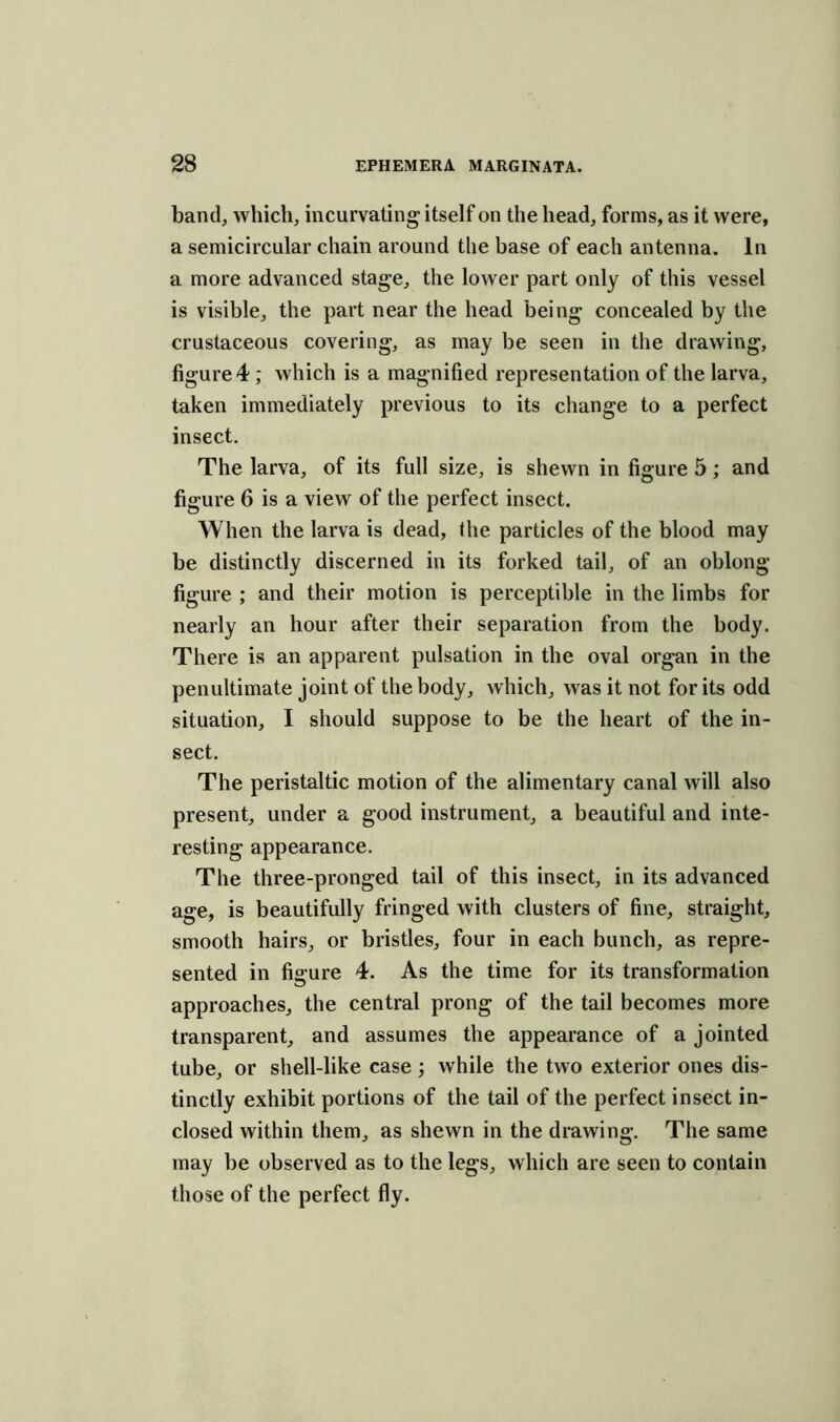 band, which, incurvating itself on the head, forms, as it were, a semicircular chain around the base of each antenna. In a more advanced stage, the lower part only of this vessel is visible, the part near the head being concealed by the crustaceous covering, as may be seen in the drawing, figure 4; which is a magnified representation of the larva, taken immediately previous to its change to a perfect insect. The larva, of its full size, is shewn in figure 5; and figure 6 is a view of the perfect insect. When the larva is dead, the particles of the blood may be distinctly discerned in its forked tail, of an oblong- figure ; and their motion is perceptible in the limbs for nearly an hour after their separation from the body. There is an apparent pulsation in the oval organ in the penultimate joint of the body, which, was it not for its odd situation, I should suppose to be the heart of the in- sect. The peristaltic motion of the alimentary canal will also present, under a good instrument, a beautiful and inte- resting appearance. The three-pronged tail of this insect, in its advanced age, is beautifully fringed with clusters of fine, straight, smooth hairs, or bristles, four in each bunch, as repre- sented in figure 4. As the time for its transformation approaches, the central prong of the tail becomes more transparent, and assumes the appearance of a jointed tube, or shell-like case; while the two exterior ones dis- tinctly exhibit portions of the tail of the perfect insect in- closed within them, as shewn in the drawing. The same may be observed as to the legs, which are seen to contain those of the perfect fly.