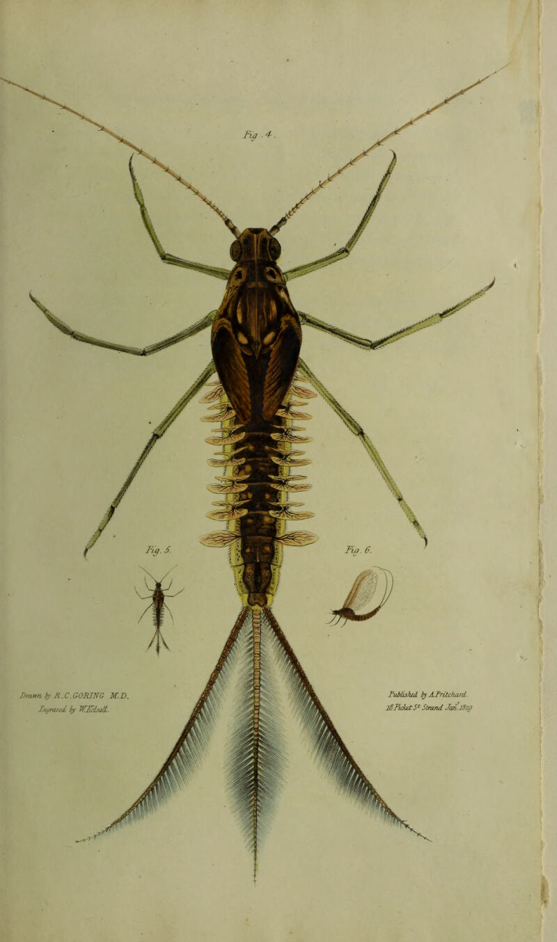 Drawn by R.C.GORING M.D. T.nymved by WEclsalL. Fublisfud by ATritchard. l8FukrtSt Strand. Jan182/) i t