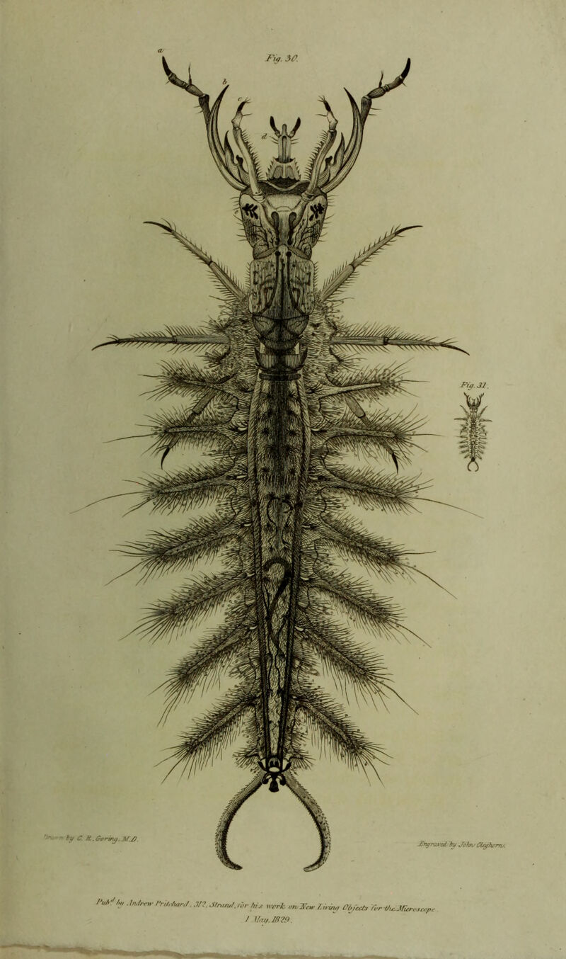 Fig. 30. 0 >u.‘ spp ruM'huMw rrU,*„n/. .7/?. JW./,W/,- Wrk mUTc* Liyiy Ohio*, f„r / Vat/. 1829.