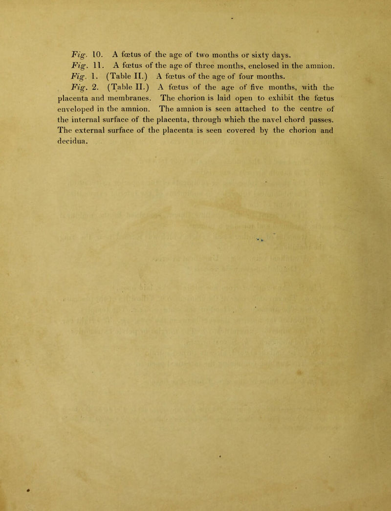 Fig• 10. A foetus of the age of two months or sixty days. Fig. 11. A foetus of the age of three months, enclosed in the amnion. Fig. 1. (Table II.) A foetus of the age of four months. Fig. 2. (Table II.) A foetus of the age of five months, with the placenta and membranes. The chorion is laid open to exhibit the foetus enveloped in the amnion. The amnion is seen attached to the centre of the internal surface of the placenta, through which the navel chord passes. The external surface of the placenta is seen covered by the chorion and decidua.
