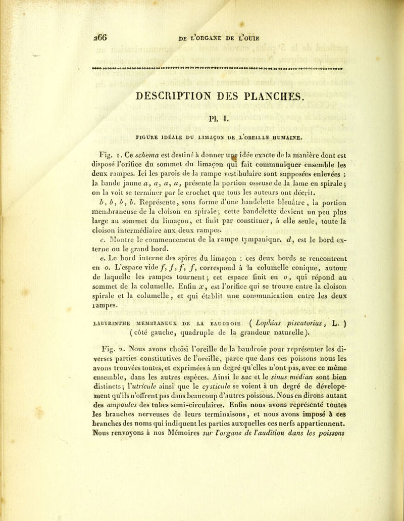 DESCRIPTION DES PLANCHES. Pl. i. FIGURE IDÉALE DU LIMAÇON DE l’oREILLF. HUMAINE. Fig. i. Ce schéma est destiné à donner uij£ idée exacte delà manière dont est disposé l’orifice du sommet du limaçon qui fait communiquer ensemble les deux rampes. Ici les parois de la rampe vestibulaire sont supposées enlevées : la bande jaune a, fl, fl, a, présente la portion osseuse de la lame en spirale5 on la voit se terminer par le crocliet que tous les auteurs ont décrit. b, b, h, l>. Représente, sous forme d’une bandelette bleuâtre , la portion membraneuse de la cloison en spirale-, celte bandelette devient un peu plus large au sommet du limaçon, et finit par constituer, à elle seule, toute la cloison intermédiaire aux deux rampes. c. Montre le commencement de la rampe lympanique. d, est le bord ex- terne ou le grand bord. e. Le bord interne des spires du limaçon : ces deux bords se rencontrent en o. L’espace vide f,f,f, f, correspond à la columelle conique, autour de laquelle les rampes tournent ; cet espace finit en o, qui répond au sommet de la columelle. Enfin x, est l’orifice qui se trouve entre la cloison spirale et la columelle , et qui établit une communication entre les deux rampes. labyrinthe membraneux de la baudroie ( Lophius piscatorius, L. ) (côté gauche, quadruple de la grandeur naturelle). Fig. 2. Nous avons choisi l’oreille de la baudroie pour représenter les di- verses parties constitutives de l’oreille, parce que dans ces poissons nous les avons trouvées toutes, et exprimées à un degré qu’elles n’ont pas, avec ce même ensemble, dans les autres espèces. Ainsi le sac et le sinus médian sont bien distincts; Yutricule ainsi que le cyslicule se voient à un degré de dévelope- nienl qu’ils n’olfrent pas dans beaucoup d’autres poissons. Nous en dirons autant des ampoules des tubes semi-circulaires. Enfin nous avons représenté toutes les branches nerveuses de leurs terminaisons , et nous avons imposé à ces branches des noms qui indiquent les parties auxquelles ces nerfs appartiennent. Nous renvoyons à nos Mémoires sur l'organe de l’audition dans les poissons