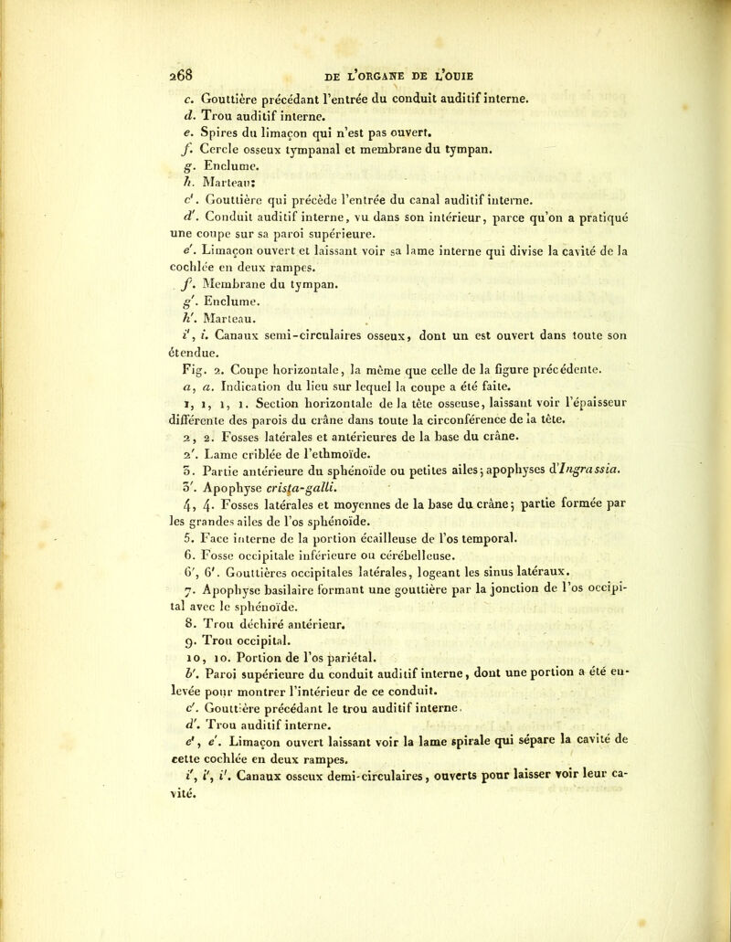 • \ c. Gouttière précédant l’entrée du conduit auditif interne. d. Trou auditif interne. e. Spires du limaçon qui n’est pas ouvert. f. Cercle osseux tympanal et membrane du tympan. g. Enclume. h. Marteau: c‘. Gouttière qui précède l’entrée du canal auditif interne. d'. Conduit auditif interne, vu dans son intérieur, parce qu’on a pratiqué une coupe sur sa paroi supérieure. e'. Limaçon ouvert et laissant voir sa lame interne qui divise la cavité de la cochlée en deux rampes. f. Membrane du tympan. g'. Enclume. h'. Marteau. i1, i. Canaux semi-circulaires osseux, dont un est ouvert dans toute son étendue. Fig. 2. Coupe horizontale, la même que celle de la figure précédente. а, a. Indication du lieu sur lequel la coupe a été faite. i. i, i, i. Section horizontale de la tête osseuse, laissant voir l’épaisseur différente des parois du crâne dans toute la circonférence de la tête. 2, 2. Fosses latérales et antérieures de la base du crâne. 2'. Lame criblée de l’ethmoïde. o. Partie antérieure du sphénoïde ou petites ailes5 apophyses dIngrassia. 5'. Apophyse crista-galli. 4, 4- Fosses latérales et moyennes de la base du crâne5 partie formée par les grandes ailes de l’os sphénoïde. 5. Face interne de la portion écailleuse de l’os temporal. б. Fosse occipitale inférieure ou cérébelleuse. 6', 6'. Gouttières occipitales latérales, logeant les sinus latéraux. 7. Apophyse basilaire formant une gouttière par la jonction de l’os occipi- tal avec le sphénoïde. 8. Trou déchiré antérieur. Ç). Trou occipital. 10, 10. Portion de l’os pariétal. b'. Paroi supérieure du conduit auditif interne, dont une portion a été en- levée pour montrer l’intérieur de ce conduit. c'. Gouttière précédant le trou auditif interne, d'. Trou auditif interne. e1, e . Limaçon ouvert laissant voir la lame spirale qui sépare la cavité de cette cochlée en deux rampes. i', ii1. Canaux osseux demi-circulaires, ouverts pour laisser voir leur ca- vité.