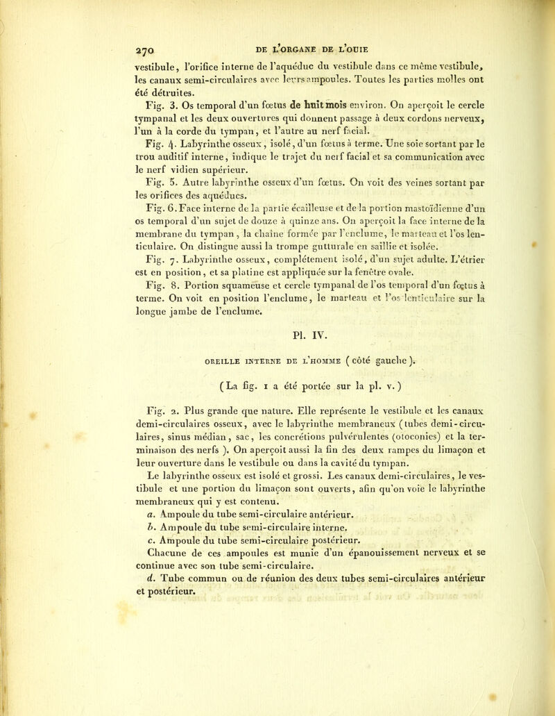 vestibule, l’orifice interne de l’aquéduc du vestibule dans ce même vestibule, les canaux semi-circulaires avec leurs ampoules. Toutes les parties molles ont été détruites. Fig. 3. Os temporal d’un foetus de litlïtinois environ. On aperçoit le cercle tympanal et les deux ouvertures qui donnent passage à deux cordons nerveux, l’un à la corde du tympan, et l’autre au nerf facial. Fig. 4. Labyrinthe osseux , isolé, d’un fœtus à terme. Une soie sortant par le trou auditif interne, indique le trajet du nerf facial et sa communication avec le nerf vidien supérieur. Fig. 5. Autre labyrinthe osseux d’un fœtus. On voit des veines sortant par les orifices des aquéducs. Fig. 6. Face interne de 3a partie écailleuse et de la portion mastoïdienne d’un os temporal d’un sujet de douze à quinze ans. On aperçoit la face interne de la membrane du tympan , la chaîne formée par l’enclume, le marteau et l’os len- ticulaire. On distingue aussi la trompe gutturale en saillie et isolée. Fig. 7. Labyrinthe osseux, complètement isolé, d’un sujet adulte. L’étrier est en position, et sa platine est appliquée sur la fenêtre ovale. Fig. 8. Portion squameuse et cercle tympanal de l’os temporal d’un foçtus à terme. On voit en position l’enclume, le marleau et l’os lenticulaire sur la longue jambe de l’enclume. PL IV. OREILLE INTERNE DE l’hOMME ( CÔté gauche ). (La fig. 1 a été portée sur la pl. v. ) Fig. 2. Plus grande que nature. Elle représente le vestibule et les canaux demi-circulaires osseux, avec le labyrinthe membraneux (tubes demi-circu- laires, sinus médian, sac, les concrétions pulvérulentes (otoconies) et la ter- minaison des nerfs ). On aperçoit aussi la fin des deux rampes du limaçon et leur ouverture dans le vestibule ou dans la cavité du tympan. Le labyrinthe osseux est isolé et grossi. Les canaux demi-circulaires, le ves- tibule et une portion du limaçon sont ouverts, afin qu’on voie le labyrinthe membraneux qui y est contenu. a. Ampoule du tube semi-circulaire antérieur. b. Ampoule du tube semi-circulaire interne. c. Ampoule du tube semi-circulaire postérieur. Chacune de ces ampoules est munie d’un épanouissement nerveux et se continue avec son tube semi-circulaire. d. Tube commun ou de réunion des deux tubes semi-circulaires antérieur et postérieur.