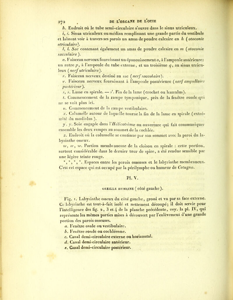 h. Endroit où le tube semi-circulaire s’ouvre dans le sinus utriculeux. i, j. Sinus utriculeux ou médian remplissant une grande partie du vestibule et laissant voir à travers ses parois un amas de poudre calcaire en h ( otoconie utri cul aire). /, 1. Sac contenant également un amas de poudre calcaire en 111 (otoconie s accula ire ). n. Faisceau nerveux fournissant un épanouissement o, à l’ampoule antérieure; un autre p, à l’ampoule du tube externe, et un troisième q, au sinus utricu- leux (nerf utriculaire). r. Faisceau nerveux destiné au sac (nerf sacculaire). v. Faisceau nerveux fournissant à l’ampoule postérieure (nerf ampullaîre postérieur). s. s. Lame en spirale. — /. Fin de la lame (crochet ou hamulus). t. Commencement de la rampe tympanique, près de la fenêtre ronde qui 11e se voit plus ici. //. Commencement de la rampe vestibulaire. x. Columelle autour de laquelle tourne la fin de la lame en spirale (extré- mité du modiolus ). y, y. Soie engagée dans Y Hélicotrème ou ouverture qui fait communiquer ensemble les deux rampes au sommet de la cochlée. 2. Endroit où la columelle se continue par son sommet avec la paroi du la- byrinthe osseux. sv, iv, sv. Portion membraneuse de la cloison en spirale : cette portion, surtout considérable dans le dernier tour de spire, a été rendue sensible par une légère teinte rouge. *,*,*,*. Espaces entre les parois osseuses et le labyrinthe membraneux. C’est cet espace qui est occupé par la périlymphe ou humeur de Colugno. PL Y. oreille humaine ( côté gauche). Fig. 1. Labyiinthe osseux du côté gauche, grossi et vu par sa face externe. Ce labyrinthe est tout-à-fait isolé et nettement découpé; il doit servir pour l’intelligence des fig. 2, 3 et 4 de la planche précédente, voy. la pl. IV, qui représente les mêmes parties mises à découvert par l’enlèvement d’une grande portion des parois osseuses. a. Fenêtre ovale ou vestibulaire. b. Fenêtre ronde ou cochléenne. c. Canal demi-circulaire externe ou horizontal. d. Canal demi-circulaire antérieur. e. Canal demi-circulaire postérieur.