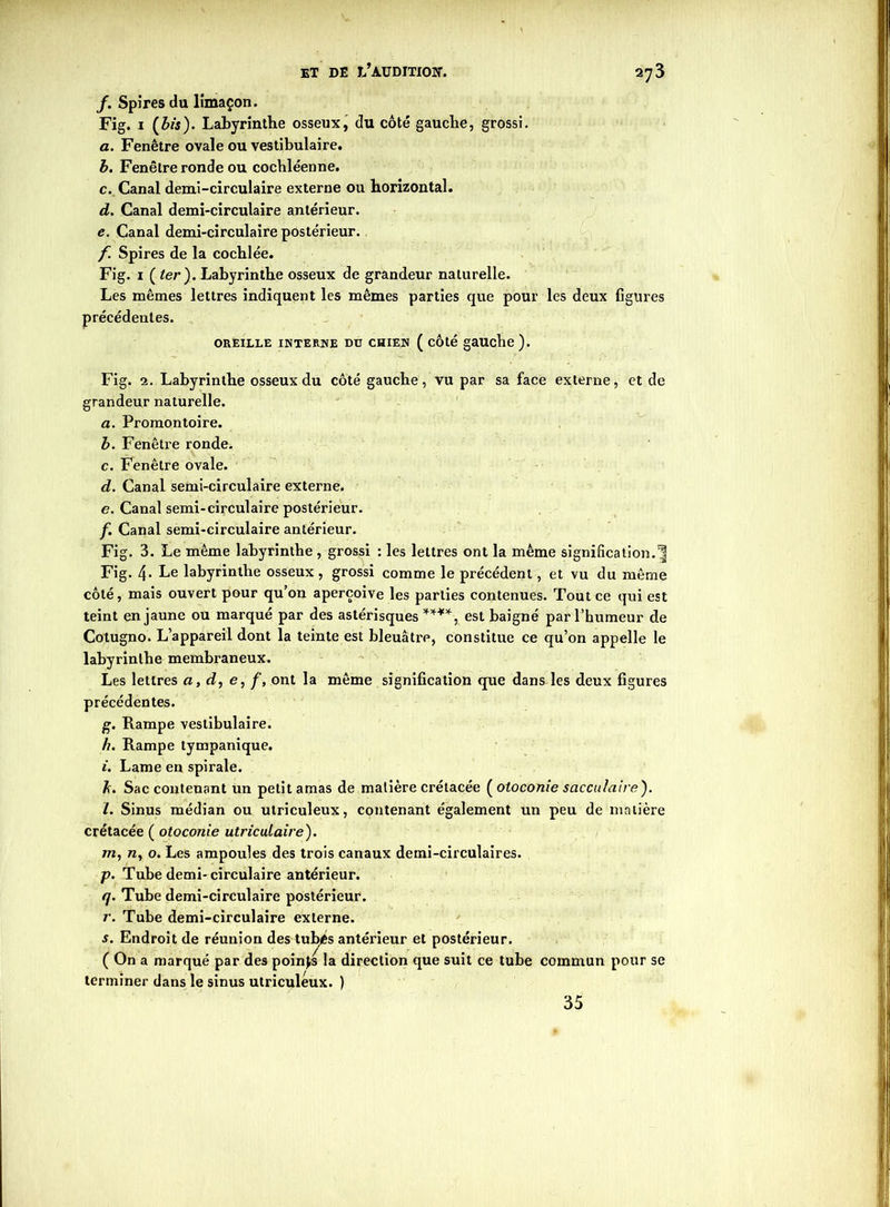 /. Spires du limaçon. Fig. 1 (bis). Labyrinthe osseux, du côté gauche, grossi. a. Fenêtre ovale ou vestibulaire. b. Fenêtre ronde ou cochléenne. c. Canal demi-circulaire externe ou horizontal. d. Canal demi-circulaire antérieur. e. Canal demi-circulaire postérieur. f Spires de la cochlée. Fig. 1 {ter). Labyrinthe osseux de grandeur naturelle. Les mêmes lettres indiquent les mêmes parties que pour les deux figures précédentes. OREILLE INTERNE DU CHIEN ( COté gauche ). Fig. 2. Labyrinthe osseux du côté gauche, vu par sa face externe, et de grandeur naturelle. a. Promontoire. b. Fenêtre ronde. c. Fenêtre ovale. d. Canal semi-circulaire externe. e. Canal semi-circulaire postérieur. f. Canal semi-circulaire antérieur. Fig. 3. Le même labyrinthe , grossi : les lettres ont la même signification.^ Fig. 4- Le labyrinthe osseux, grossi comme le précédent, et vu du même côté, mais ouvert pour qu’on aperçoive les parties contenues. Tout ce qui est teint en jaune ou marqué par des astérisques ****, est baigné par l’humeur de Cotugno. L’appareil dont la teinte est bleuâtre, constitue ce qu’on appelle le labyrinthe membraneux. Les lettres a, d, e, ont la même signification que dans les deux figures précédentes. g. Rampe vestibulaire. h. Rampe tympanique. i. Lame en spirale. b. Sac contenant un petit amas de matière crétacée ( otoconie sacculaire). l. Sinus médian ou utriculeux, contenant également un peu de matière crétacée ( otoconie utriculaire). m, 72, 0. Les ampoules des trois canaux demi-circulaires. p. Tube demi-circulaire antérieur. q. Tube demi-circulaire postérieur. r. Tube demi-circulaire externe. s. Endroit de réunion des tubés antérieur et postérieur. ( On a marqué par des points la direction que suit ce tube commun pour se terminer dans le sinus utriculeux. ) 35