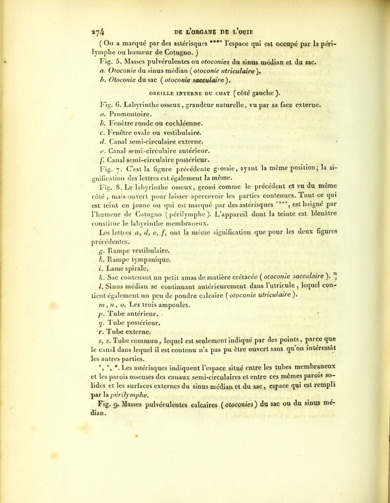 ( On a marqué par des astérisques *¥¥* l’espace qui est occupé par la péri- lymphe ou humeur de Cotugno. ) Fig. 5. Masses pulvérulentes ou otoconies du sinus médian et du sac. a. Otoconie du sinus médian ( otoconie utriculaire ), b. Otoconie du sac ( otoconie saccidaire). OREILLE IHTERNE DU CHAT ( CÔté gauche). Fig. 6. Labyrinthe osseux, grandeur naturelle, vu par sa face externe. <7. Promontoire. b. Fenêtre ronde ou cochléenne. c. Fenêtre ovale ou vestibulaire. d. Canal semi-circulaire externe. e. Canal semi-circulaire antérieur. f. Canal semi-circulaire postérieur. Fig. 7. C'est la figure précédente grossie, ayant la meme position; la si- gnification des lettres est également la même. Fig. 8. Le labyrinthe osseux, grossi comme le précédent et vu du meme côté , mais ouvert pour laisser apercevoir les parties contenues. Tout ce qui est teint en jaune ou qui est marqué par des astérisques '***, est baigné par l’humeur de Cotugno ( périlymphe ). L’appareil dont la teinte est bleuâtre constitue le labyrinthe membraneux. Les lettres a, d, e, f’, ont la même signification que pour les deux figures précédentes. g. Rampe vestibulaire. b. Rampe tympanique. i. Lame spirale. k. Sac contenant un petit amas de matière crétacée ( otoconie sacculaire ). ^ l. Sinus médian se continuant antérieurement dans l’utricule , lequel con- tient également un peu de poudre calcaire ( otoconie utriculaire ). m. n, o. Les trois ampoules. p. Tube antérieur. q. Tube postérieur. r. Tube externe. s. s. Tube commun, lequel est seulement indiqué par des points, parce que le canal dans lequel il est contenu n’a pas pu être ouvert sans qu on intéressât les autres parties. *, *, ¥. Les astérisques indiquent l’espace situé entre les tubes membraneux et les parois osseuses des canaux semi-circulaires et entre ces mêmes parois so- lides et les surfaces externes du sinus médian et du sac, espace qui est rempli par la périlymphe. Fig. 9. Masses pulvérulentes calcaires ( otoconies) du sac ou du sinus mé- dian.