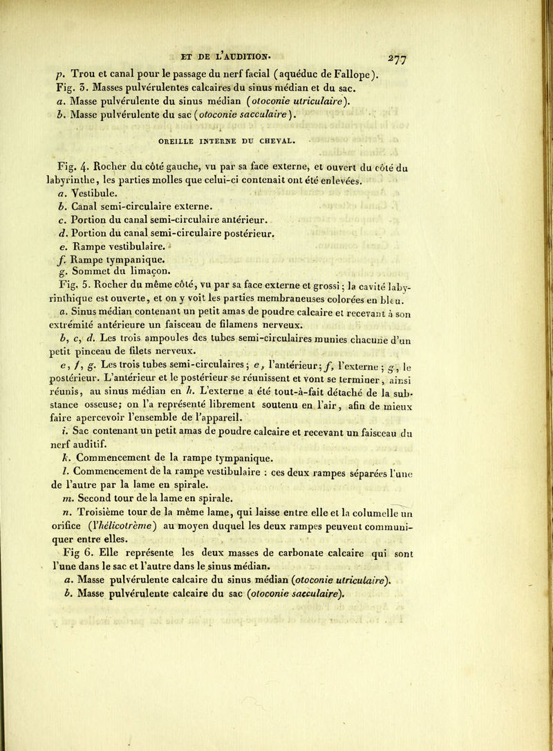 р. Trou et canal pour le passage du nerf facial (aqueduc de Fallope). Fig. 3. Masses pulvérulentes calcaires du sinus médian et du sac. a. Masse pulvérulente du sinus médian (otoconie ulriculaire). b. Masse pulvérulente du sac (otoconie sacculaire). * * “ *1 OREILLE INTERNE DU CHEVAL. Fig. 4- Rocher du côté gauche, vu par sa face externe, et ouvert du côté du labyrinthe, les parties molles que celui-ci contenait ont été enlevées. a. Vestibule. b. Canal semi-circulaire externe. с. Portion du canal semi-circulaire antérieur. d. Portion du canal semi-circulaire postérieur. e. Rampe vestibulaire. f Rampe tympanique. g. Sommet du limaçon. Fig. 5. Rocher du même côté, vu par sa face externe et grossi ; la cavité laby- rinthique est ouverte, et on y voit les parties membraneuses colorées en blc-u. a. Sinus médian contenant un petit amas de poudre calcaire et recevant à son extrémité antérieure un faisceau de filamens nerveux. b, c, d. Les trois ampoules des tubes semi-circulaires munies chacune d’un petit pinceau de filets nerveux. e, /, g. Les trois tubes semi-circulaires 5 e, l’antérieur;/, l’externe ; g, le postérieur. L’antérieur et le postérieur se réunissent et vont se termiuer, ainsi réunis, au sinus médian en h. L’externe a été tout-à-fait détaché de la sub- stance osseuse; on l’a représenté librement soutenu en l’air, afin de mieux faire apercevoir l’ensemble de l’appareil. 7. Sac contenant un petit amas de poudre calcaire et recevant un faisceau du nerf auditif. k. Commencement de la rampe tympanique. l. Commencement de la rampe vestibulaire : ces deux rampes séparées lune de l’autre par la lame en spirale. 777. Second tour de la lame en spirale. 77. Troisième tour de la même lame, qui laisse entre elle et la columelle un orifice (Xhélicolrème) au moyen duquel les deux rampes peuvent communi- quer entre elles. Fig 6. Elle représente les deux masses de carbonate calcaire qui sont l’une dans le sac et l’autre dans le sinus médian. a. Masse pulvérulente calcaire du sinus médian (otoconie ulriculaire). b. Masse pulvérulente calcaire du sac (otoconie sacculaire).