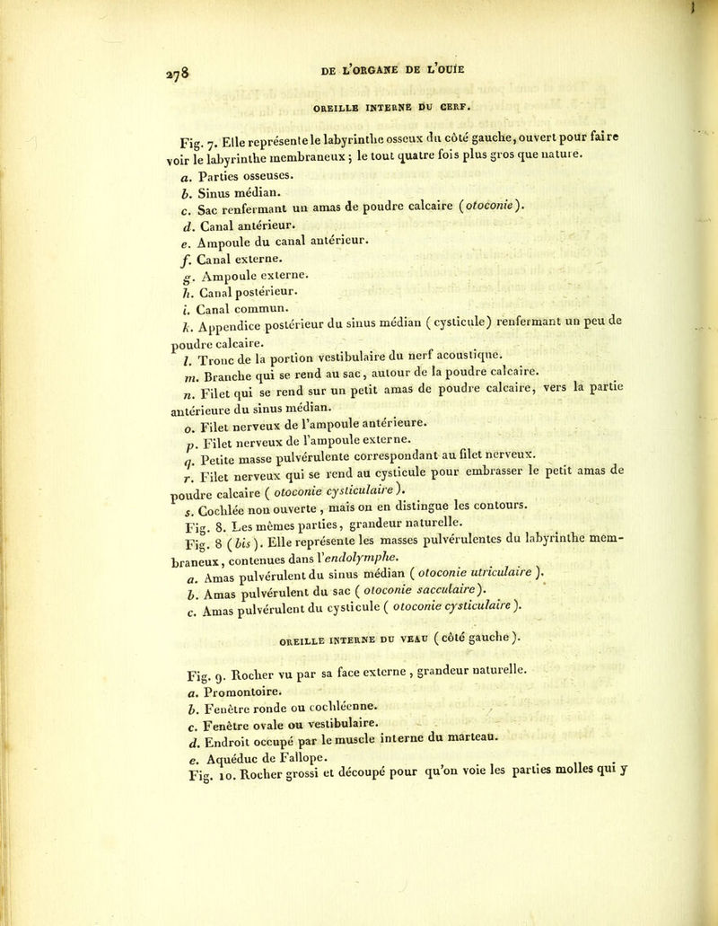 V]§ OREILLE INTERNE DU CERF. Fig. 7. Elle représente le labyrinthe osseux du côté gauche, ouvert pour faire voir le labyrinthe membraneux ; le tout quatre fois plus gros que nature. a. Parties osseuses. b. Sinus médian. c. Sac renfermant un amas de poudre calcaire {otoconie). d. Canal antérieur. e. Ampoule du canal anterieur. f. Canal externe. g. Ampoule externe. h. Canal postérieur. i. Canal commun. k. Appendice postérieur du sinus médian ( cysticule) renfermant un peu de poudre calcaire. l. Tronc de la portion vestibulaire du nerf acoustique. m. Branche qui se rend au sac, autour de la poudre calcaire. rc. Filet qui se rend sur un petit amas de poudre calcaire, vers la partie antérieure du sinus médian. 0. Filet nerveux de l’ampoule antérieure. p. Filet nerveux de l’ampoule externe. q. Petite masse pulvérulente correspondant au filet nerveux. t. Filet nerveux qui se rend au cysticule pour embrasser le petit amas de poudre calcaire ( otoconie cysticulaire ). s. Coclxlée non ouverte , mais on en distingue les contours. Fig. B. Les mêmes parties, grandeur naturelle. Fig. 8 (bis). Elle représente les masses pulvérulentes du labyrinthe mem- braneux , contenues dans 1 endolymphe. a. Amas pulvérulent du sinus médian ( otoconie utriculaire ). b. Amas pulvérulent du sac ( otoconie sacculaire). c. Amas pulvérulent du cysticule ( otoconie cysticulaire ). OREILLE INTERNE DU VEAU ( côté gauche). Fig. 9. Pocher vu par sa face externe , grandeur naturelle. a. Promontoire. b. Fenêtre ronde ou cochléenne. c. Fenêtre ovale ou vestibulaire. d. Endroit occupé par le muscle interne du marteau. e. Aquéduc de Fallope. . Fi. 10. Rocher grossi et découpé pour qu’on voie les parties molles qui y