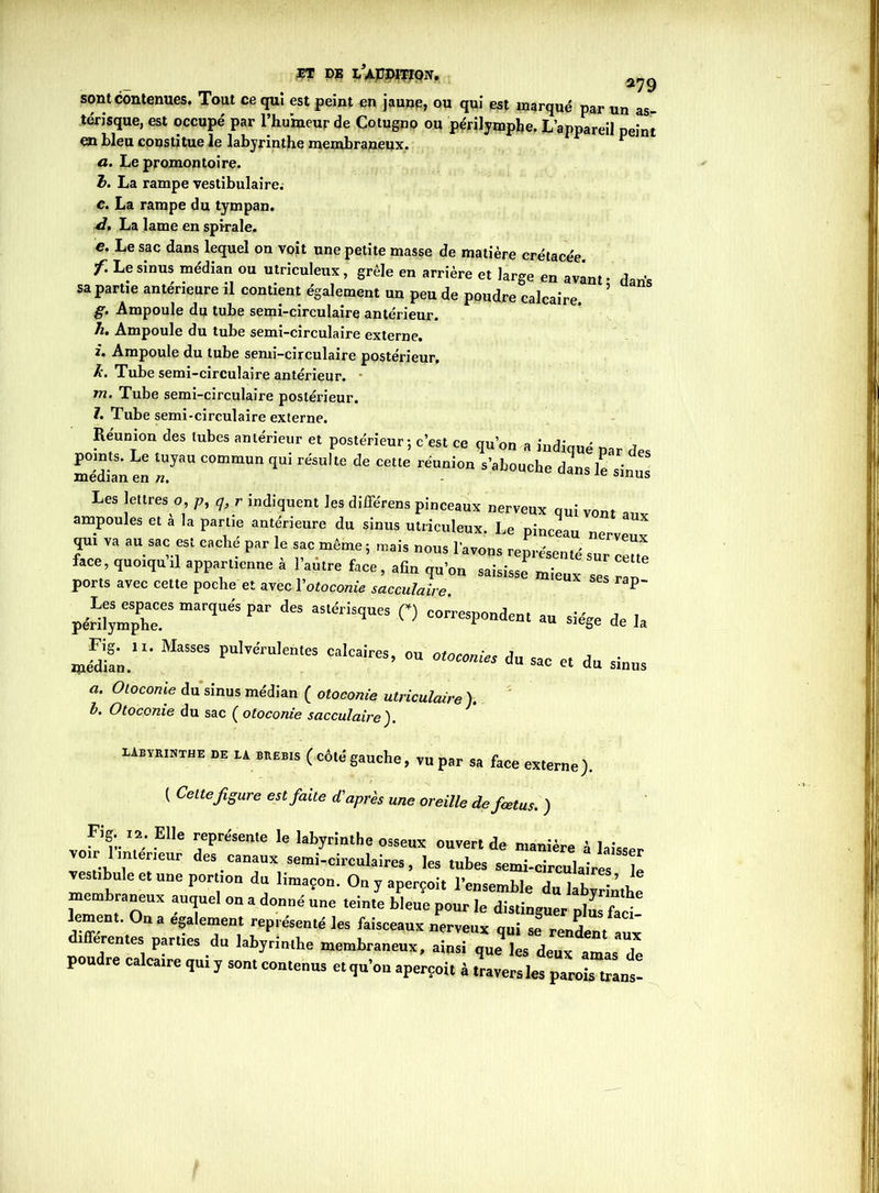 fff P® _ . sont contenues. Tout ce qui est peint en jaune, ou qui est marqué par un as- térisque, est occupé par l’humeur de Cotugno ou périlympbe, L’appareil peint en bleu constitue le labyrinthe membraneux. ^ a. Le promontoire. b. La rampe vestibulaire; c. La rampe du tympan. d. La lame en spirale. e. Le sac dans lequel on voit une petite masse de matière crétacée f. Le sinus médian ou utriculeux, grêle en arrière et large en avant • d 1 sa partie antérieure il contient également un peu de poudre calcaire. ’ “ g. Ampoule du tube semi-circulaire antérieur. h. Ampoule du tube semi-circulaire externe. i. Ampoule du tube semi-circulaire postérieur. k. Tube semi-circulaire antérieur. m. Tube semi-circulaire postérieur. l. Tube semi-circulaire externe. Réunion des tubes antérieur et postérieur; c’est ce qu’on a indiqué nar de. potnts. Le tuyau commun qui résulte de cette réunion s'abouche dans le sin.î! médian en n. e sinus Les lettres o, p, q,r indiquent les différens pinceaux nerveux qui vont ampoules et a la parue antérieure du sinus utriculeux. Le pinceau ne T n ““““Vf1 Ci,CW P’r k *fc.mèmei »°»s l’avons représenté sur mte face, quoiqu .1 appartienne a 1 autre face, afin qu’on saisisse mieux ses riù ports avec cette poche et avec Y otoconie sacculaire P périî;mpPheC.eSmarîUe'SPar d“ aS1“UqUeS ° ionien, au siège de la JaL- PUly*U'“teS Calcaires> “ o^conies du sac e, du sinus o. Otoconie du sinus médian ( otoconie utriculaire). b. Otoconie du sac ( otoconie sacculaire). labyrinthe de la brebis (côté gauche, vu par sa face externe). ( Cette figure est faite d'après une oreille de fœtus. ) F]g. i2. Elle représente le labyrinthe osseux ouvert de manière à laisspr voir 1 intérieur des canaux semi-circulaires, les tubes semi-cTrculaires e esubule et une portion du limaçon. On y aperçoit l’ensemble du labyrinthe lemQUX °n a d°nné UnG tdnte b,6Ue p0Ur Ie distinguer plus fad lement. On a egalement représenté les faisceaux nerveux qui se rendent aux differentes parties du labyrinthe membraneux, ainsi que les deux amas de poudre calcaire qui y sont contenus et qu’on aperçoit à travers les parois trans-