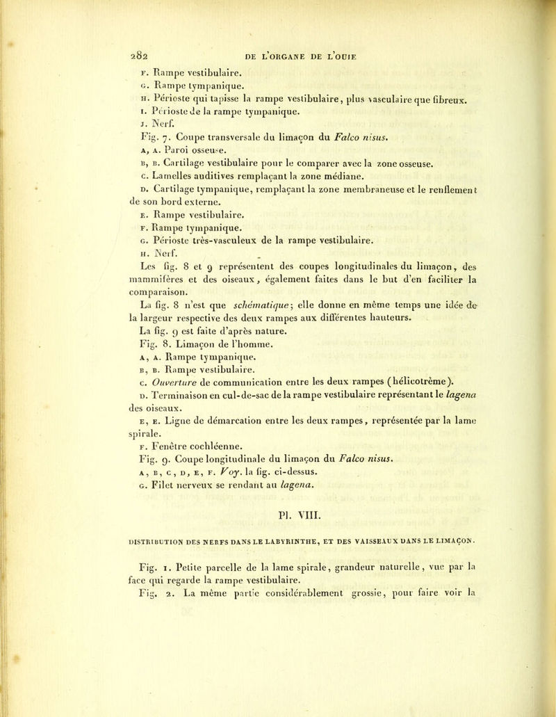 F. Rampe vestibulaire. g. Rampe tympanique. h. Périoste qui tapisse la rampe vestibulaire, plus vasculaire que fibreux. I. Périoste Je la rampe tympanique. J. Nerf. Fig. y. Coupe transversale du limaçon du Falco nisus. a, a. Paroi osseuse. a. b. Cartilage vestibulaire pour le comparer avec la zone osseuse. c. Lamelles auditives remplaçant la zone médiane. d. Cartilage tympanique, remplaçant la zone membraneuse et le renflement de son bord externe. F.. Rampe vestibulaire. f. Rampe tympanique. g. Périoste très-vasculeux de la rampe vestibulaire. h. Nerf. Les fig. 8 et 9 représentent des coupes longitudinales du limaçon, des mammifères et des oiseaux, également faites dans le but d’en faciliter la comparaison. La fig. 8 n’est que schématique ; elle donne en même temps une idée de la largeur respective des deux rampes aux différentes hauteurs. La fig. 9 est faite d’après nature. Fig. 8. Limaçon de l’homme. A, a. Rampe tympanique. b. b. Rampe vestibulaire. c. Ouverture de communication entre les deux rampes (hélicotrème). d. Terminaison en cul-de-sac de la rampe vestibulaire représentant le lagena des oiseaux. e. e. Ligne de démarcation entre les deux rampes, représentée par la lame f. Fenêtre cochléenne. Fig. 9. Coupe longitudinale du limaçon du Falco nisus. a, b, c, d, e, f. Voy. la fig. ci-dessus. g. Filet nerveux se rendant au lagena. PL VIII. DISTRIBUTION DES NERFS DANS LE LABYRINTHE, ET DES VAISSEAUX DANS LE LIMAÇON. Fig. 1. Petite parcelle de la lame spirale, grandeur naturelle, vue par la face qui regarde la rampe vestibulaire. Fig. 2. La même partie considérablement grossie, pour faire voir la
