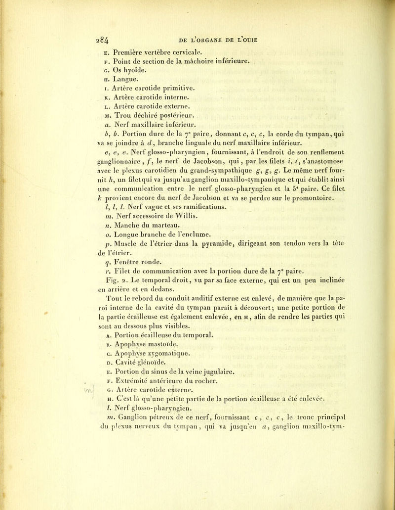 e. Première vertèbre cervicale. f. Point de section de la mâchoire inférieure. g. Os hyoïde. h. Langue. r. Artère carotide primitive. k. Artère carotide interne. l. Artère carotide externe. m. Ti'ou déchiré postérieur. a. Nerf maxillaire inférieur. Z», b. Portion dure de la paire, donnante, c, c, la corde du tympan, qui va se joindre à d, branche linguale du nerf maxillaire inférieur. e, e, e. Nerf glosso-pharyngien, fournissant, à l’endroit de son renflement ganglionnaire , /, le nerf de Jacobson, qui , par les filets ï, i, s’anastomose avec le plexus carotidien du grand-sympathique g, g, g. Le même nerf four- nit h, un filet qui va jusqu’au ganglion maxillo-tympauique et qui établit ainsi une communication entre le nerf glosso-pharyngien et la 5* paire. Ce filet. k provient encore du nerf de Jacobson et va se perdre sur le promontoire. r, l, l. Nerf vague et ses ramifications. m. Nerf accessoire de Willis. 11. Manche du marteau. 0. Longue branche de l’enclume. p. Muscle de l’étrier dans la pyramide, dirigeant son tendon vers la tète de l’étrier. q. Fenêtre ronde. r. Filet de communication avec la portion dure de la qe paire. Fig. 2. Le temporal droit, vu par sa face externe, qui est un peu inclinée en arrière et en dedans. Tout le rebord du conduit auditif externe est enlevé, de manière que la pa- roi interne de la cavité du tympan paraît à découvert; une petite portion de la partie écailleuse est également enlevée, en h, afin de rendre les parties qui sont au dessous plus visibles. a. Portion écailleuse du temporal. a. Apophyse mastoïde. c. Apophyse zygomatique. d. Cavité glénoïde. e. Portion du sinus de la veine jugulaire. f. Extrémité antérieure du rocher. g. Artère carotide externe. h. C’est là qu’une petite partie de la portion écailleuse a été enlevée. 1. Nerf glosso-pharyngien. ni. Ganglion pétreux de ce nerf, fournissant c , c, c , le tronc principal du plexus nerveux du tympan, qui va jusqu’en a, ganglion maxillo-tym-