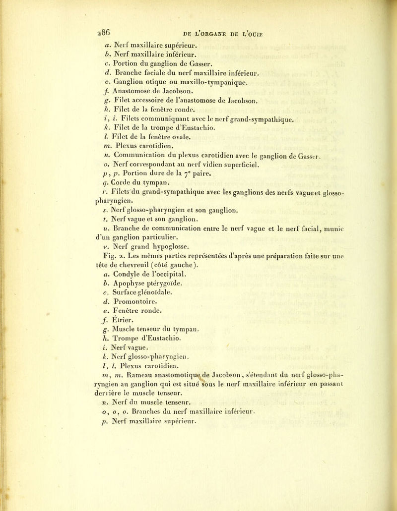 a. Nerf maxillaire supérieur. b. Nerf maxillaire inférieur. c. Portion du ganglion de Gasser. d. Branche faciale du nerf maxillaire inférieur. e. Ganglion otique ou maxillo-tympanique. f. Anastomose de Jacobson. g. Filet accessoire de l’anastomose de Jacobson. h. Filet de la fenêtre ronde. i. i. Filets communiquant avec le nerf grand-sympathique. k. Filet de la trompe d’Eustachio. l. Filet de la fenêtre ovale. m. Plexus carotidien. n. Communication du plexus carotidien avec le ganglion de Gasser. o. Nerf correspondant au nerf vidien superficiel. p. p. Portion dure de la y* paire. q. Corde du tympan. r. Filets du grand-sympathique avec les ganglions des nerfs vague et glosso- pharyngien. s. Nerf glosso-pharyngien et son ganglion. T. Nerf vague et son ganglion. ii. Branche de communication entre le nerf vague et le nerf facial, munie d’un ganglion particulier. v. Nerf grand hypoglosse. Fig. 2. Les mêmes parties représentées d’après une préparation faite sur une tête de chevreuil (côté gauche). a. Condyle de l’occipital. b. Apophyse ptérygoïde. c. Surface glénoïdale. d. Promontoire. e. Fenêtre ronde. J. Etrier. g. Muscle tenseur du tympan. h. Trompe d’Eustachio. i. Nerf vague. k. Nerf glosso-ytharyngien. l, l. Plexus carotidien. m, m. Rameau anastomotique^de Jacobson, s’étendant du nerf glosso-pha- ryngien au ganglion qui est situé sous le nerf maxillaire inférieur en passant derrière le muscle tenseur. n. Nerf du muscle tenseur. o, o, o. Branches du nerf maxillaire inférieur. p. Nerf maxillaire supérieur.