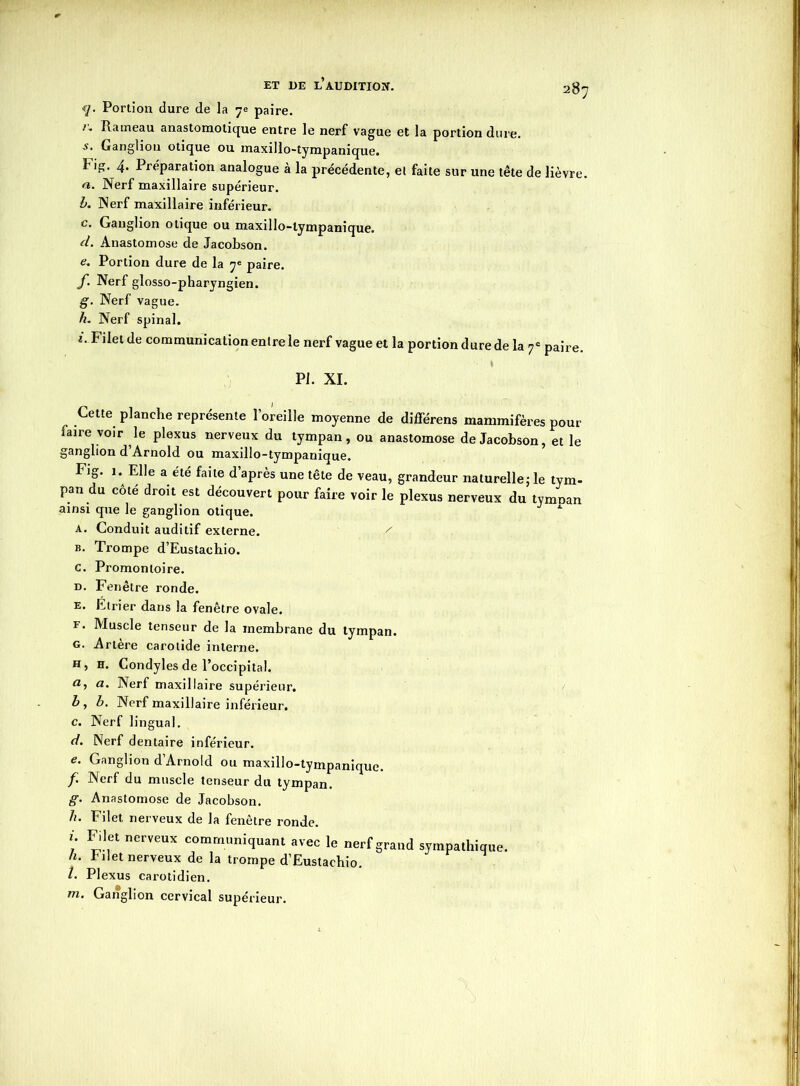 <7. Portion dure de la 7e paire. Rameau anastomotique entre le nerf vague et la portion dure Ganglion otique ou maxillo-tympanique. Pig. 4- Préparation analogue à la précédente, et faite sur une tête de lièvre. a. Nerf maxillaire supérieur. b. Nerf maxillaire inférieur. c. Ganglion otique ou maxillo-tympanique. d. Anastomose de Jacobson. e. Portion dure de la 7e paire. f. Nerf glosso-pharyngien. g. Nerf vague. h. Nerf spinal. *'• F'let de communication entre le nerf vague et la portion dure de la 7e paire. Pi. XI. Cette planche représente l’oreille moyenne de différens mammifères pour faire voir le plexus nerveux du tympan, ou anastomose de Jacobson, et le ganglion d’Arnold ou maxillo-tympanique. F)g- *• E1]e a été faite d’après une tête de veau, grandeur naturelle; le tym- pan du côté droit est découvert pour faire voir le plexus nerveux du tymnan ainsi que le ganglion otique. A A. Conduit auditif externe. / b. Trompe d’Eustachio. c. Promontoire. d. Fenêtre ronde. e. Etrier dans la fenêtre ovale. f. Muscle tenseur de la membrane du tympan. g. Artere carotide interne. h. h. Condyles de l’occipital. ai a. Nerf maxillaire supérieur. b. b. Nerf maxillaire inférieur. c. Nerf lingual. d. Nerf dentaire inférieur. e. Ganglion d’Arnold ou maxillo-tympanique. f. Nerf du muscle tenseur du tympan. g. Anastomose de Jacobson. h. Filet nerveux de la fenêtre ronde. u Filet nerveux communiquant avec le nerf grand sympathique. h. filet nerveux de la trompe d’Eustachio. l. Plexus carotidien. m. Ganglion cervical supérieur.