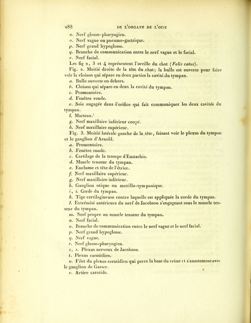n. Nerf glosso-pharyngien. o. Nerf vague ou pneumo-gastrique. p. Nerf grand hypoglosse. q. Branche de communication entre le nerf vague et le facial. r. Nerf facial. Les fig 2, 3 et 4 représentent l’oreille du chat (Felis catus). Fig. 2. Moitié droite de la tête du chat; la bulle est ouverte pour faire voir la cloison qui sépare en deux parties la cavitéxlu tympan. a. Bulle ouverte en dehors. b. Cloison qui sépare en deux la cavité du tympan. c. Promontoire. d. Fenêtre ronde. e. Soie engagée dans l’orifice qui fait communiquer les deux cavités du tympan. f. Marteau.' g. Nerf maxillaire inférieur coupé. h. Nerf maxillaire supérieur. Fig. 3. Moitié latérale gauche de la.tête, faisant voir le plexus du tympan et le ganglion d’Arnold. a. Promontoire. b. Fenêtre ronde. c. Cartilage de la trompe d’Eustachio. d. Muscle tenseur du tympan. e. Enclume et tête de l’étrier. f. Nerf maxillaire supérieur. g. Nerf maxillaire inférieur. h. Ganglion otique ou maxillo-tympanique. t, i. Corde du tympan. h. Tige cartilagineuse contre laquelle est appliquée la corde du tympan. Z. Extrémité antérieure du nerf de Jacobson s’engageant sous le muscle ten- seur du tympan. m. Nerf propre au muscle tenseur du tympan. n. Nerf facial. o. Branche de communication entre le nerf vague et le nerf facial. p. Nerf grand hypoglosse. q. Nerf vague. r. Nerf glosso-pharyngien. s. s. Plexus nerveux de Jacobson. t. Plexus carotidien. u. Filet du plexus carotidien qui perce la base du crâne et s anastomose avec le ganglion de Gasser. n. Artère carotide.