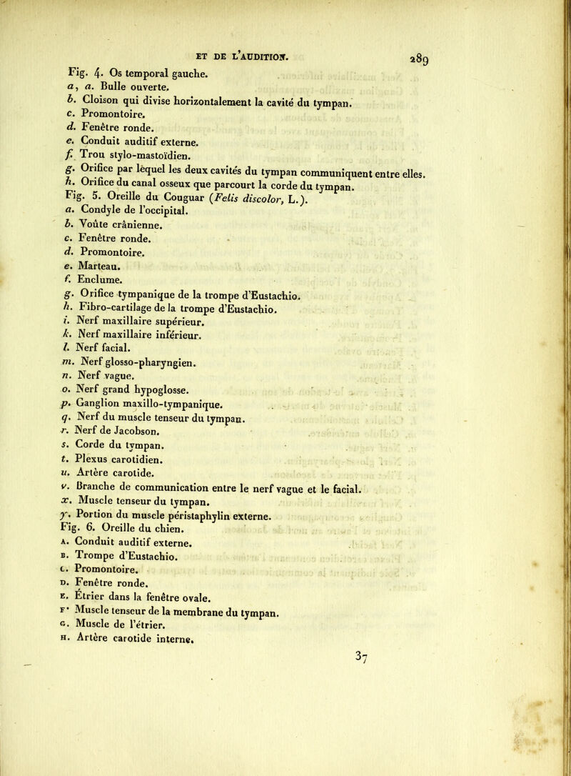 ET DE LAUDITrOIT. a8c Fig. 4. Os temporal gauche, fl, a. Bulle ouverte, b. Cloison qui divise horizontalement la cavité du tympan. c. Promontoire, d. Fenêtre ronde. e. Conduit auditif externe, f. Trou stylo-mastoïdien. g. Orifice par lequel les deux cavités du tympan communiquent entre elles. 1i. Orifice du canal osseux que parcourt la corde du tympan. Fig. 5. Oreille du Couguar {Félis discolor, L.). fl. Condyle de l’occipital. b. Voûte crânienne. c. Fenêtre ronde. d. Promontoire. e. Marteau. f. Enclume. g. Orifice tympanique de la trompe d’Eustachio. h. Fibro-cartilage de la trompe d’Eustachio. Nerf maxillaire supérieur. h. Nerf maxillaire inférieur. h Nerf facial. m. Nerf glosso-pharyngien. n. Nerf vague. o. Nerf grand hypoglosse. p. Ganglion maxillo-tympanique. q. Nerf du muscle tenseur du tympan. r. Nerf de Jacobson. s. Corde du tympan. t. Plexus carotidien. w. Artère carotide. v. Branche de communication entre le nerf vague et le facial. x. Muscle tenseur du tympan. T' Portion du muscle péristaphylin externe. Fig. 6. Oreille du chien. a. Conduit auditif externe. b. Trompe d’Eustachio. c. Promontoire. d. Fenêtre ronde. e. Étrier dans la fenêtre ovale. f* Muscle tenseur de la membrane du tympan, o. Muscle de l’étrier. h. Artère carotide interne. 37