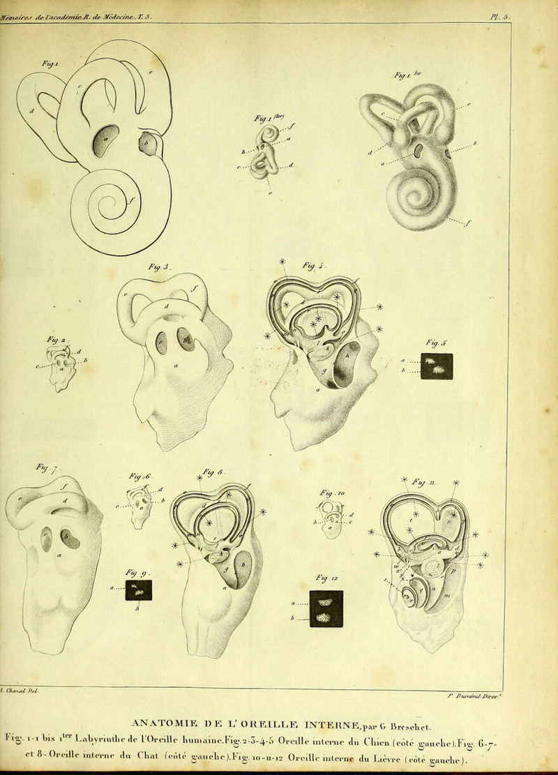 4 ■ C/uvkoI DeL.  — f* Dianénd Di/'ar^ Fig. !-l bis llcr I et 8-Oreille ANATOMIE DE L' OREILLE INTERNE,^ Ct Breseliet. .abyriutlic de 1 Oreille lïumaine.Fig.2-3-4*5 Oreille interne du Clnen (coté gauclie).Fig. 6 interne du (liai (cote gjiuclie).Fig. io-n-12 Oreille interne da Lièvre (côté gauche). /