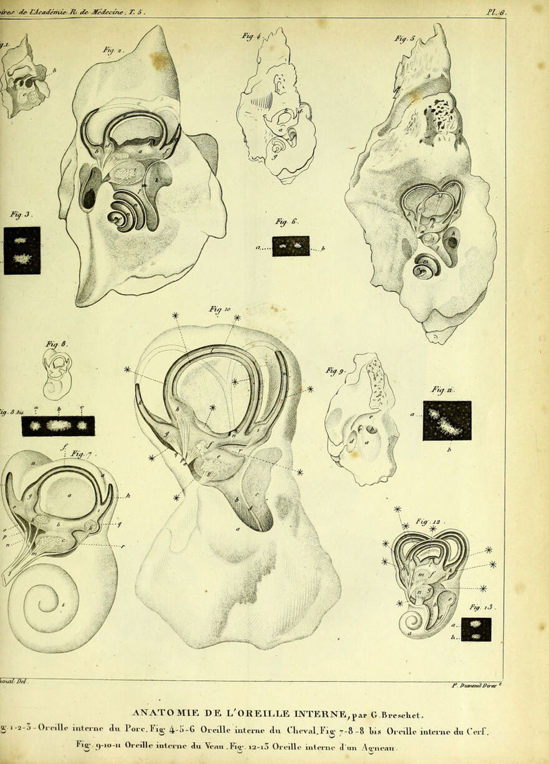 \a*al Del, I*. Duni&uï üwer * ANATOMIE DE L'OREILLE INTERNE, pav GBrescLet. S 1-2-3-Oreille interne dn Porc.Fig 4-S-G Oreille interne dix ClievalJW 7-8-8 lis Oreille interne du Cerf F>5 <)-“>-!* Oreille interne An Veau . Fio>. 12-10 Oreille interne d'un Agneau.