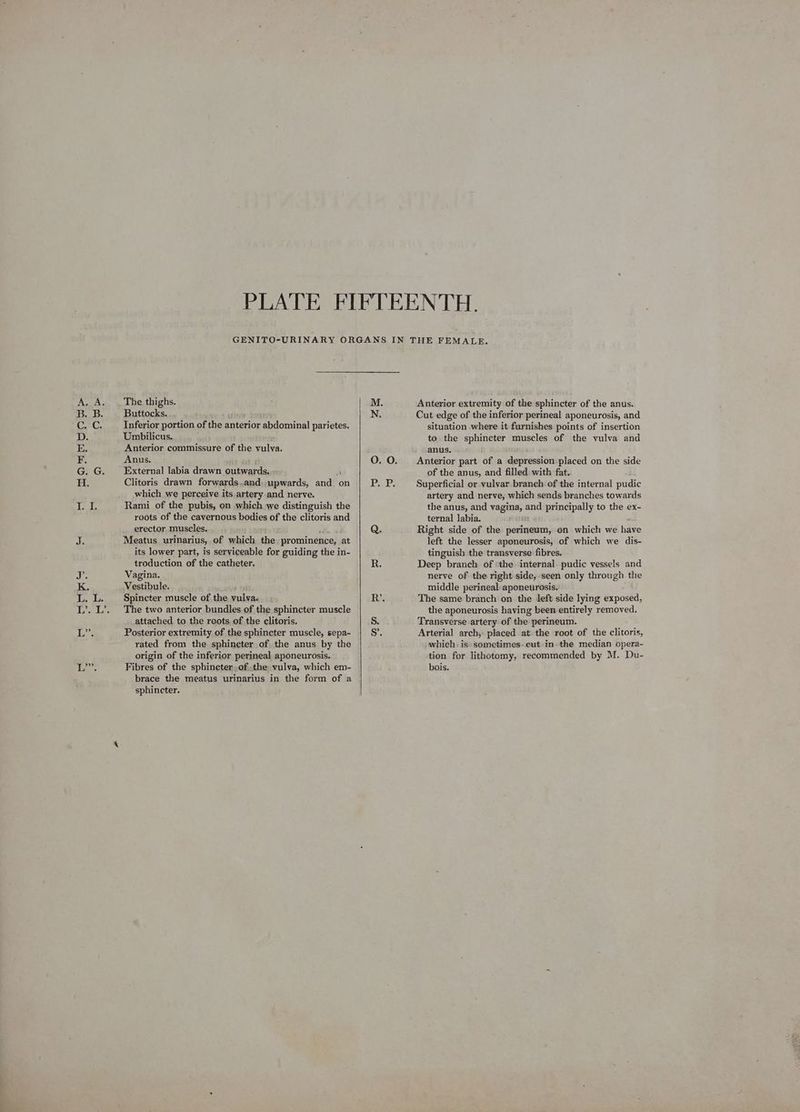 The thighs. Buttocks. Inferior portion of the anterior abdominal parietes. Umbilicus. ‘ Anterior commissure of the vulva. Anus. External labia drawn outwards. ‘ Clitoris drawn forwards..and.upwards, and. on which we perceive its artery and nerve. Rami of the pubis, on which we distinguish the roots of the cavernous bodies of the clitoris and erector muscles. i. Meatus urinarius, of which the prominence, at its lower part, is serviceable for guiding the in- troduction of the catheter. Vagina. Vestibule. aeoe Spincter muscle of the vulva. The two anterior bundles of the sphincter muscle attached. to the roots. of the clitoris. Posterior extremity of the sphincter muscle, sepa- rated from the sphineter of the anus by the origin of the inferior perineal aponeurosis. brace the meatus urinarius in the form of a sphincter. Anterior extremity of the sphincter of the anus. Cut edge of the inferior perineal aponeurosis, and situation where it furnishes points of insertion to. the sphincter muscles of the vulva and anus. Anterior part of a depression placed on the side of the anus, and filled with fat. Superficial or vulvar branch of the internal pudic artery and nerve, which sends branches towards the anus, and vagina, and principally to the ex- ternal labia. Right side of the perineum, on which we have left the lesser aponeurosis, of which we dis- tinguish the transverse fibres. Deep branch of «the internal pudic vessels and nerve of the right side,-seen only through the middle perineal aponeurosis. The same branch on the left side lying exposed, the aponeurosis having been entirely removed. Transverse artery of the perineum. Arterial arch, placed at the root of the clitoris, which: is sometimes-cut in the median opera- tion for lithotomy, recommended by M. Du-
