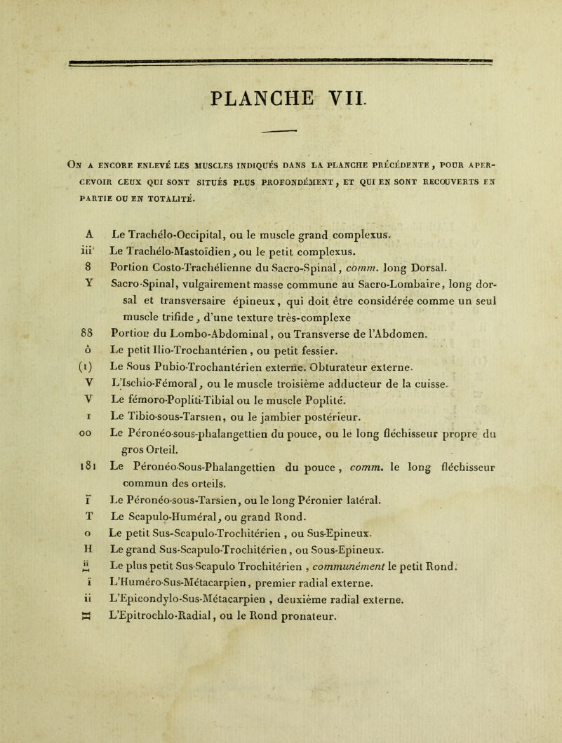 On a encore enlevé les muscles indiqués dans la planche PRÉCÉDENTE , POUR APER- CEVOIR CEUX QUI SONT SITUÉS PLUS PROFONDÉMENT , ET QUI EN SONT RECOUVERTS EN PARTIE OU EN TOTALITÉ. A Le Trachélo-Occipital, ou le muscle grand complexus. iii Le Trachélo-Mastoïdien, ou le petit complexus. 8 Portion Costo-Trachélienne du Sacro-Spinal, comm. long Dorsal. V Sacro-Spinal, vulgairement masse commune au Sacro-Lombaire, long dor- sal et transversaire épineux, qui doit être considérée comme un seul muscle trifide , d’une texture très-complexe 88 Portion du Lombo-Abdominal, ou Transverse de l’Abdomen, ô Le petit Ilio-Trochantérien , ou petit fessier. (i) Le Sous Pubio-Trochantérien externe. Obturateur externe. V L’Ischio-Fémoral, ou le muscle troisième adducteur de la cuisse. V Le fémoro-Popliti-Tibial ou le muscle Poplité. i Le Tibio-sous-Tarsien, ou le jambier postérieur. oo Le Péronéo-sous-phalangettien du pouce, ou le long fléchisseur propre du gros Orteil. l8i Le Péronéo-Sous-Phalangettien du pouce, comm. le long fléchisseur commun des orteils. I Le Péronéo-sous-Tarsien, ou le long Péronier latéral. T Le Scapulo-Huméral, ou grand Rond, o Le petit Sus-Scapulo-Trochitérien , ou Sus-Epineux. H Le grand Sus-Scapulo-Trochitérien, ou Sous-Epineux. “ Le plus petit Sus Scapulo Trochitérien , communément le petit Rond, ï L’Huméro-Sus-Métacarpien, premier radial externe. ii L’Epicondylo-Sus-Métacarpien , deuxième radial externe. K L’Epitrochlo-Radial, ou le Rond pronateur.