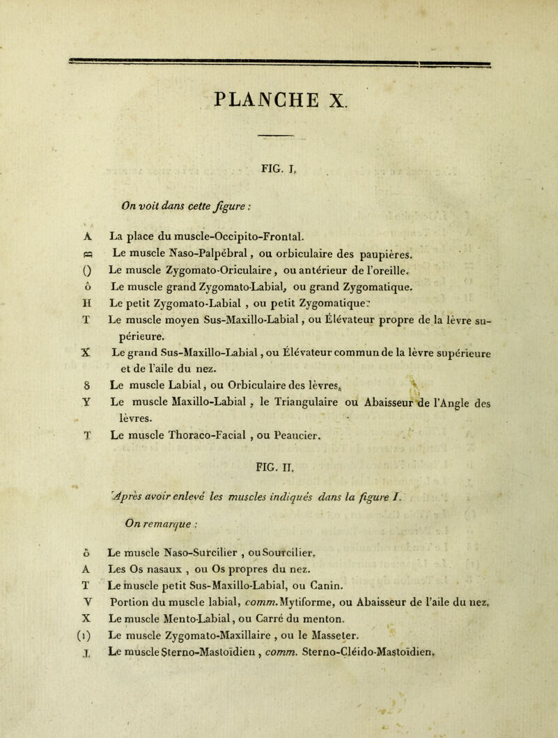 FIG. I, On voit dans cette figure ; À La place du muscle-Occipito-Frontal. pq Le muscle Naso-Palpébral, ou orbiculaire des paupières. () Le muscle Zygomato-Oriculaire, ou antérieur de l’oreille, ô Le muscle grand Zygomato-Labial, ou grand Zygomatique. H Le petit Zygomato-Labial , ou petit Zygomatique? T Le muscle moyen Sus-Maxillo-Labial, ou Élévateur propre de la lèvre su- périeure. X Le grand Sus-Maxillo-Labial, ou Élévateur commun de la lèvre supérieure et de l’aile du nez. 8 Le muscle Labial, ou Orbiculaire des lèvres* Y Le muscle Maxillo-Labial , le Triangulaire ou Abaisseur de l’Angle des lèvres. T Le muscle Thoraco-Facial , ou Peaucier. FIG. II. Apres avoir enlevé les muscles indiqués dans la figure /. On remarque : 6 Le muscle Naso-Surcilier , ou Sourcilier, A Les Os nasaux , ou Os propres du nez. T Le muscle petit Sus-Maxillo-Labial, ou Canin. Y Portion du muscle labial, eowm.Mytiforme, ou Abaisseur de l’aile du nez, X Le muscle Mento-Labial, ou Carré du menton. (î) Le muscle Zygomato-Maxillaire , ou le Masseter. X Le muscle $terno-Mastoïdien , comm. Sterno-Cléido-Mastoïdien.