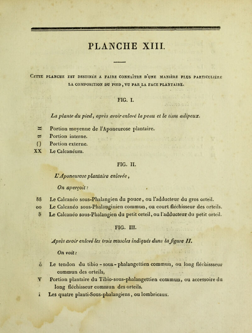 Cette planche est destinée a faire connaître d’une manière plus particulière LA COMPOSITION DU PIED , VU PAR LA FACE PLANTAIRE. FIG. I. La piaule du pied, après avoir enlevé la peau et le tissu adipeux. K Portion moyenne de l’Aponeurose plantaire. K) Portion interne. () Portion externe. XX Le Calcanéum. FIG. IL VAponeurose plantaire enlevée, On aperçoit : 88 Le Calcanéo sous-Phalangien du pouce, ou l’adducteur du gros orteil, oo Le Calcanéo sous-Phalanginien commun, ou court fléchisseur des orteils. 8 Le Calcanéo sous-Phalangien du petit orteil, ou l’adducteur du petit orteil. FIG. III. Après avoir enlevé les trois muscles indiqués dans la figure II. On voit: 6 Le tendon du tibio - sous - phalangettien commun, ou long fléchissseur commun des orteils. .V Portion plantaire du Tibio-sous-phalangettien commun, ou accessoire du long fléchisseur commun des orteils, ï Les quatre planti-Sous-phalangiens, ou lombricaux.
