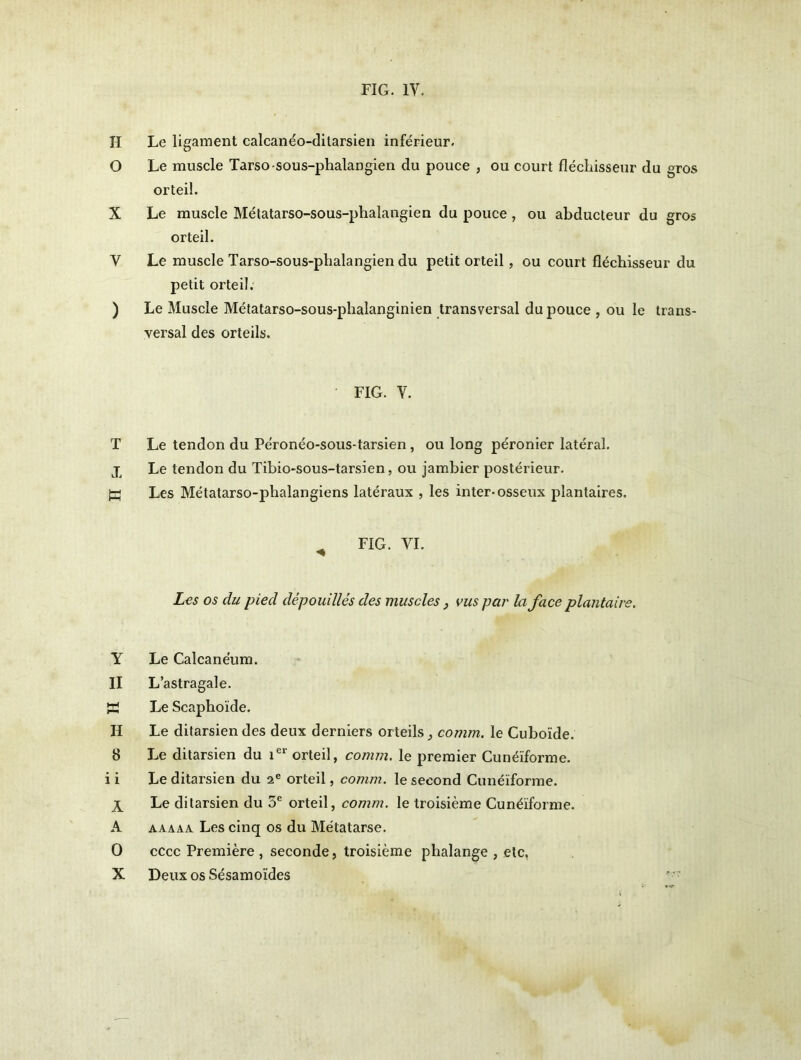 FIG. IV. H Le ligament calcanéo-ditarsien inférieur. O Le muscle Tarso-sous-phalangien du pouce , ou court fléchisseur du gros orteil. X Le muscle Métatarso-sous-phalangien du pouce, ou abducteur du gros orteil. V Le muscle Tarso-sous-phalangien du petit orteil, ou court fléchisseur du petit orteil. ) Le Muscle Métatarso-sous-plialanginien transversal du pouce , ou le trans- versal des orteils. FIG. V. T Le tendon du Péronéo-sous-tarsien, ou long péronier latéral, j Le tendon du Tibio-sous-tarsien, ou jambier postérieur. K Les Métatarso-phalangiens latéraux , les inter-osseux plantaires. ^ FIG. VI. Les os du pied dépouillés des muscles vus par la face plantaire. Y Le Calcanéum. II L’astragale. H Le Scaphoïde. II Le ditarsien des deux derniers orteils, comm. le Cuboïde. 8 Le ditarsien du 1er orteil, comm. le premier Cunéiforme, i i Le ditarsien du 2 e orteil, comm. le second Cunéiforme. X Le ditarsien du 5e orteil, comm. le troisième Cunéïforme. A aaaaa. Les cinq os du Métatarse. 0 cccc Première, seconde, troisième phalange , etc, X Deux os Sésamoïdes