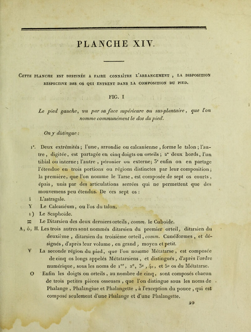 Cette planche est destinée a faire connaître l’arrangement , la disposition RESPECTIVE DES OS QUI ENTRENT DANS LA COMPOSITION DU PIED. FIG. I Le pied gauche, vu par sa face supérieure ou sus-plantaire, que Von nomme communément le dos du pied. On y distingue : 1*. Deux extrémités; l’une, arrondie ou calcanienne , forme le talon ; l’au- tre , digitée, est partagée en cinq doigts ou orteils ; 2° deux bords, l’un tibial ou interne; l’autre , péronier ou externe; 3° enfin on en partage l’étendue en trois portions ou régions distinctes par leur composition ; la première, que l’on nomme le Tarse , est composée de sept os courts , épais, unis par des articulations serrées qui ne permettent que des mouvemens peu étendus. De ces sept os : ï L’astragale. Y Le Calcanéum, ou l’os du talon. 1 ) Le Scaphoïde. W Le Ditarsien des deux derniers orteils, comm. le Cuboïde. A, ô, H. Les trois autres sont nommés ditarsien du premier orteil, ditarsien du deuxième , ditarsien du troisième orteil, comm. Cunéiformes , et dé- signés , d’après leur volume , en grand, moyen et petit. V La seconde région du pied, que l’on nomme Métatarse, est composée de cinq os longs appelés Métatarsiens , et distingués , d’après l’ordre numérique, sous les noms de ier, 2e, 3e , 4e, et 5e os du Métatarse. O Enfin les doigts ou orteils , au nombre de cinq, sont composés chacun de trois petites pièces osseuses , que l’on distingue sous les noms de . Phalange , Phalangiue et Phalangette , à l’exception du pouce , qui est composé seulement d’une Phalange et d’une Phalangette. 20