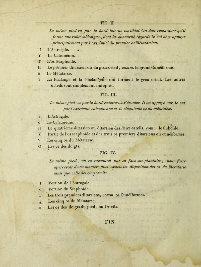 Le même pied vu par le bord interne ou tibial. On doit remarquer cjiïil forme une voûte oblongue, dont la concavité regarde le aol et y appuyé principalement par Vextrémité du premier os Métatarsien. ï L’Astragale. Y Le Calcanéum. . T L’os Scaphoïde. H Le premier ditarsien ou du gros orteil, comm. le grand Cunéiforme, ô Le Métatarse. Y La Phalange et la Phalangette qui forment le gros orteil. Les autres orteils sont simplement indiqués. FIG. III. Le même pied vu par le boid externe ou Péronier. Il est appuyé sur le sol par Vextrémité calcanienne et le cinquième os du métatarse. ï L’Astragale, ô Le Calcanéum. s II Le quatrième ditarsien ou ditarsien des deux orteils, comm. le Cuboïde. Y Partie de l’os scaphoïde et des trois os premiers ditarsiens ou cunéiformes. Y Les cinq os du Métatarse. O Les os des doigts. FIG. IY. Le même pied, vu en raccow'ci par sa face sus-plantaire, pour faire apercevoir d'une manière plus exacte la disposition des os du Métatarse ainsi que celle des cinq orteils. I Portion de l’Astragale, ô Portion du Scaphoïde. T Les trois premiers ditarsiens, comm. os Cunéiformes. 4 Les cinq os du Métatarse, o Les os des doigts du pied , ou Orteils. FIN.
