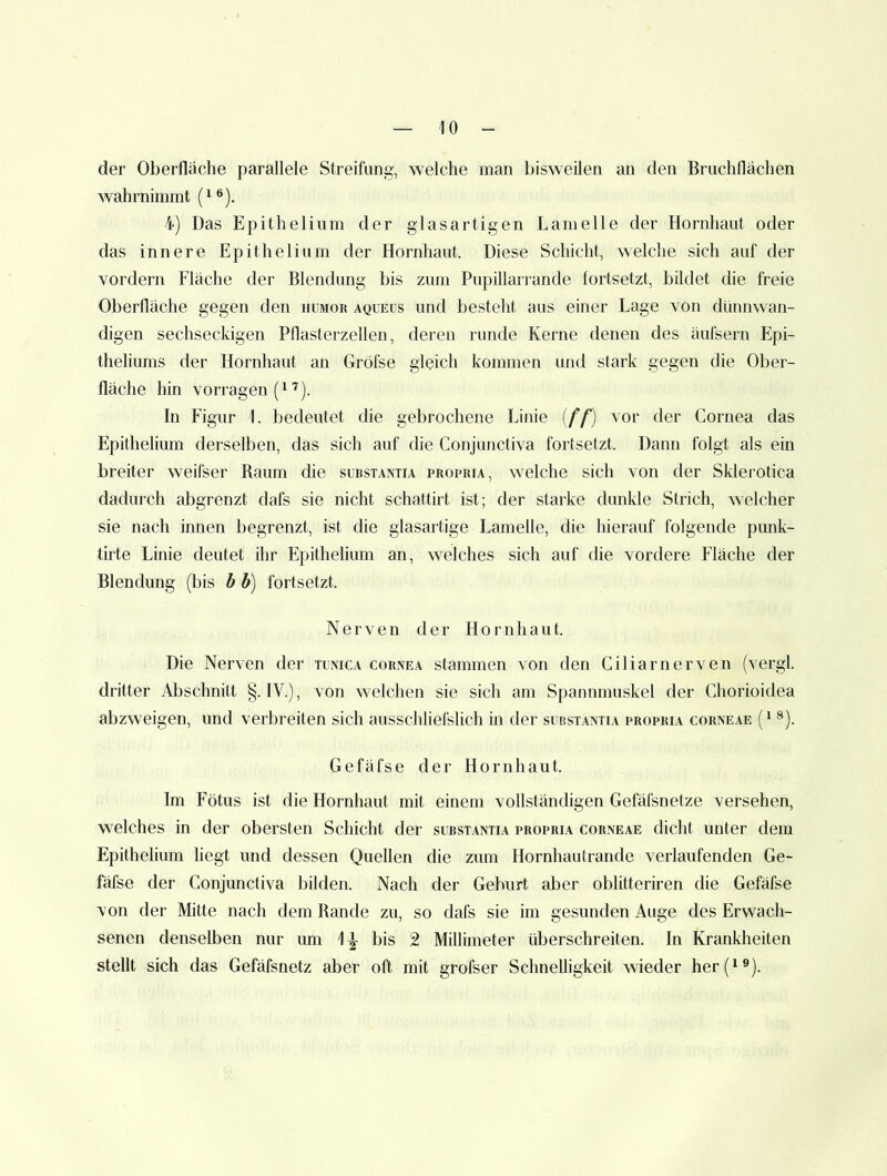 der Oberfläche parallele Streifung, welche man l)isweilen an den Bruchlläclien wahrnimmt (^®). 4) Das Epithelium der glasartigen Lamelle der Hornhaut oder das innere Epithelium der Hornhaut. Diese Schicht, welche sich auf der vordem Fläche der Blendung bis zum Pupillarrande fortsetzt, bildet die freie Oberfläche gegen den humor aqueus und besteht aus einer Lage von dünnwan- digen sechseckigen Pflasterzellen, deren runde Kerne denen des äufsern Epi- theliums der Hornhaut an Gröfse gleich kommen und stark gegen die Ober- fläche hin vorragen (^ ’). In Figur L bedeutet die gebrochene Linie {ff) vor der Cornea das Epithelium derselben, das sich auf die Conjunctiva fortsetzt. Dann folgt als ein breiter weifser Raum die substantia propria, welche sich von der Sklei'Otica dadurch aljgrenzt dafs sie nicht schattirt ist; der starke dunkle Strich, welcher sie nach innen begrenzt, ist die glasartige Lamelle, die hierauf folgende punk- tirte Linie deutet ihr Epithelium an, welches sich auf die vordere Fläche der Blendung (bis b b) fortsetzt. Nerven der Hornhaut. Die Nerven der tunica cornea stammen von den Ciliarnerven (vergl. dritter Abschnitt §. IV.), von welchen sie sich am Spannmuskel der Chorioidea abzweigen, und verbreiten sich ausschliefslich in der substantia propria corneae (* *). Gefäfse der Hornhaut. Im Fötus ist die Hornhaut mit einem vollständigen Gefäfsnetze versehen, welches in der obersten Schicht der substantia propria corneae dicht unter dem Epithelium liegt und dessen Quellen die zum Hornhautrande verlaufenden Ge- fäfse der Conjunctiva bilden. Nach der Geburt aber oblitteriren die Gefäfse von der Mitte nach dem Rande zu, so dafs sie im gesunden Auge des Erwach- senen denselben nur um bis 2 Millimeter überschreiten. In Krankheiten stellt sich das Gefäfsnetz aber oft mit grofser Schnelligkeit wieder her(i®).