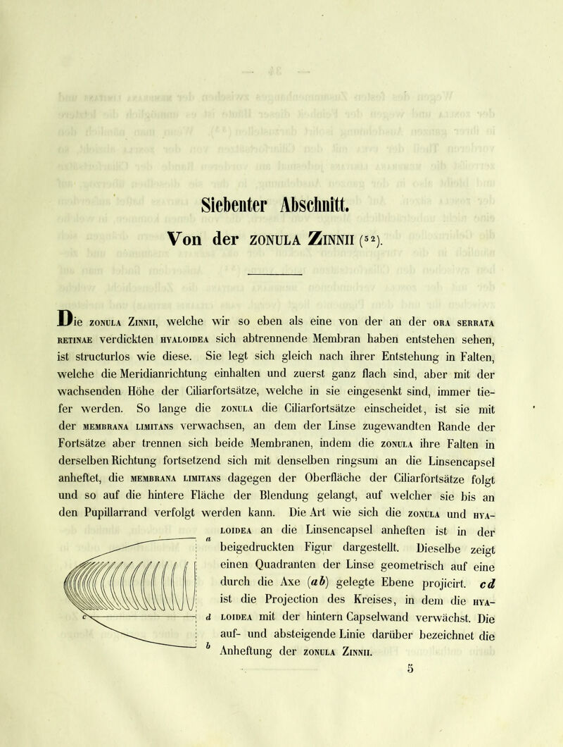 Von der zonula Zinnii {52). Die zoNüLA ZiNMi, welche wir so eben als eine von der an der ora serrata RETINAE verdickten hyaloidea sich abtrennende Membran haben entstehen sehen, ist structurlos wie diese. Sie legt sich gleich nach ihrer Entstehung in Falten, welche die Meridianrichtung einhalten und zuerst ganz flach sind, aber mit der wachsenden Höhe der Ciliarfortsätze, welche in sie eingesenkt sind, immer tie- fer werden. So lange die zonula die Ciliarfortsätze einscheidet, ist sie mit der MEMBRANA LiMiTANs veiwachsen, an dem der Linse zugewandten Rande der Fortsätze aber trennen sich beide Membranen, indem die zonula ihre Falten in derselben Richtung fortsetzend sich mit denselben ringsum an die Linsencapsel anheftet, die membrana limitans dagegen der Oberfläche der Ciliarfortsätze folgt und so auf die hintere Fläche der Elendung gelangt, auf welcher sie bis an den Pupillarrand verfolgt werden kann. Die Art wie sich die zonula und hya- loidea an die Linsencapsel anheften ist in der beigedruckten Figur dargestellt. Dieselbe zeigt einen Quadranten der Linse geometrisch auf eine durch die Axe {ah) gelegte Ebene projicirt. cd ist die Projection des Kreises, in dem die hya- loidea mit der hintern Capseiwand verwächst. Die auf- und absteigende Linie darüber bezeichnet die Anheftung der zonula Zinnii.