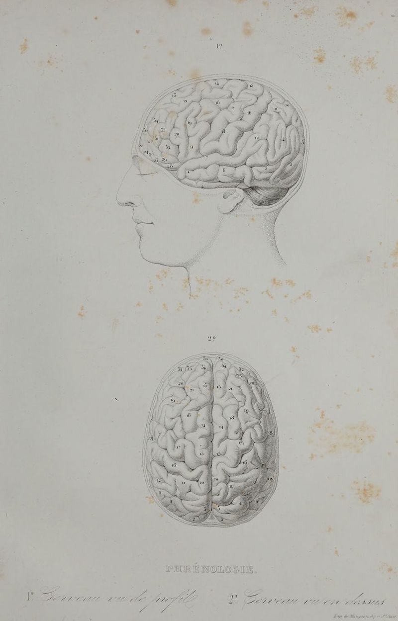 CAN PHRÉENOLOGIE., . 90 7 pe te 8 PPDA E LL PL LORD RS LL SISLS TE CN CO CDS RAS