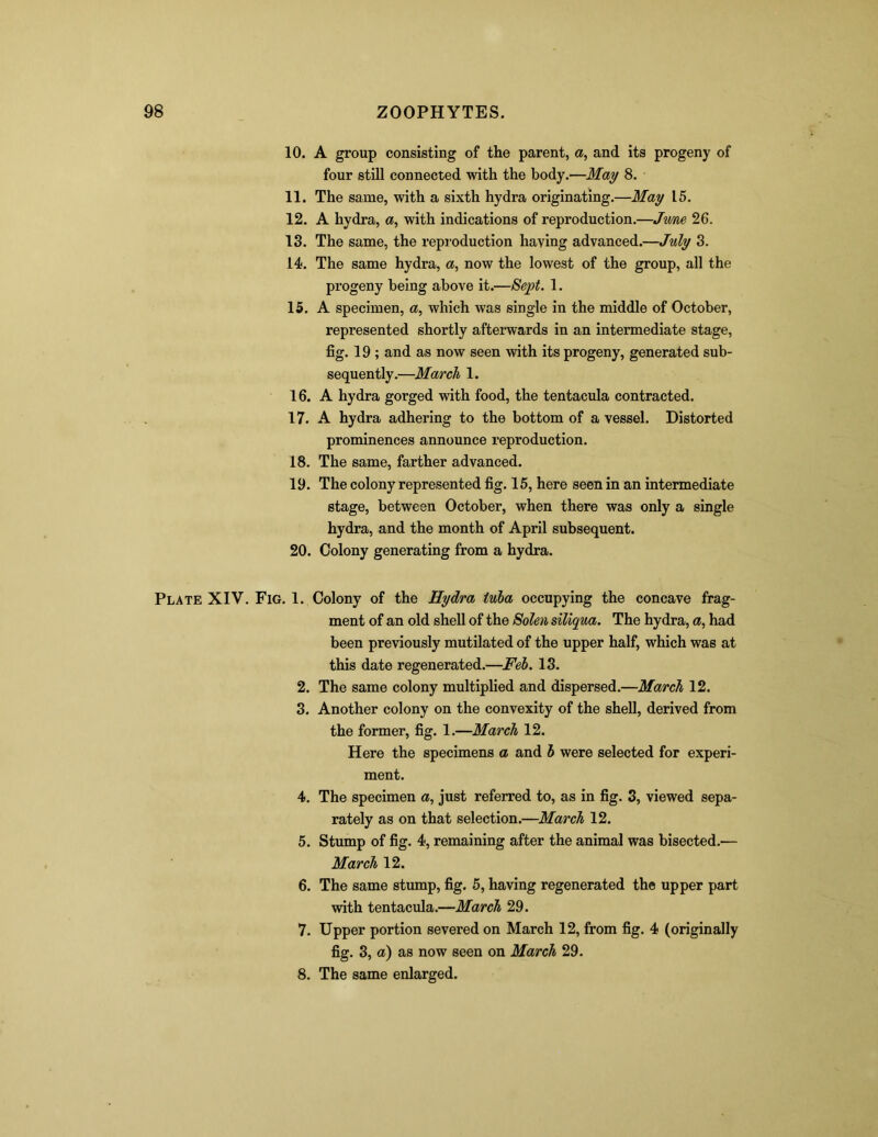 10. A group consisting of the parent, a, and its progeny of four still connected with the body.—May 8. 11. The same, with a sixth hydra originating.—May 15. 12. A hydra, a, with indications of reproduction.—June 26. 13. The same, the reproduction having advanced.—July 3. 14. The same hydra, a, now the lowest of the group, all the progeny being above it.—Sept. 1. 15. A specimen, a, which was single in the middle of October, represented shortly afterwards in an intermediate stage, fig. 19 ; and as now seen with its progeny, generated sub- sequently.—March 1. 16. A hydra gorged with food, the tentacula contracted. 17. A hydra adhering to the bottom of a vessel. Distorted prominences announce reproduction. 18. The same, farther advanced. 19. The colony represented fig. 15, here seen in an intermediate stage, between October, when there was only a single hydra, and the month of April subsequent. 20. Colony generating from a hydra. Plate XIV. Fig. 1. Colony of the Hydra tula occupying the concave frag- ment of an old shell of the Solen siliqua. The hydra, a, had been previously mutilated of the upper half, which was at this date regenerated.—Feb. 13. 2. The same colony multiplied and dispersed.—March 12. 3. Another colony on the convexity of the shell, derived from the former, fig. 1.—March 12. Here the specimens a and b were selected for experi- ment. 4. The specimen a, just referred to, as in fig. 3, viewed sepa- rately as on that selection.—March 12. 5. Stump of fig. 4, remaining after the animal was bisected.— March 12. 6. The same stump, fig. 5, having regenerated the upper part with tentacula.—March 29. 7. Upper portion severed on March 12, from fig. 4 (originally fig. 3, a) as now seen on March 29. 8. The same enlarged.