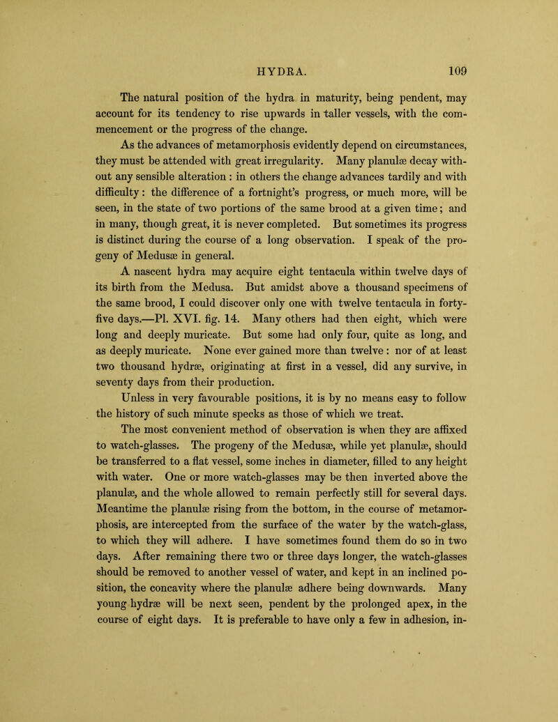The natural position of the hydra in maturity, being pendent, may account for its tendency to rise upwards in taller vessels, with the com- mencement or the progress of the change. As the advances of metamorphosis evidently depend on circumstances, they must be attended with great irregularity. Many planulae decay with- out any sensible alteration : in others the change advances tardily and with difficulty: the difference of a fortnight’s progress, or much more, will be seen, in the state of two portions of the same brood at a given time; and in many, though great, it is never completed. But sometimes its progress is distinct during the course of a long observation. I speak of the pro- geny of Medusae in general. A nascent hydra may acquire eight tentacula within twelve days of its birth from the Medusa. But amidst above a thousand specimens of the same brood, I could discover only one with twelve tentacula in forty- five days.—PI. XVI. fig. 14. Many others had then eight, which were long and deeply muricate. But some had only four, quite as long, and as deeply muricate. None ever gained more than twelve : nor of at least two thousand hydrae, originating at first in a vessel, did any survive, in seventy days from their production. Unless in very favourable positions, it is by no means easy to follow the history of such minute specks as those of which we treat. The most convenient method of observation is when they are affixed to watch-glasses. The progeny of the Medusae, while yet planulae, should be transferred to a flat vessel, some inches in diameter, filled to any height with water. One or more watch-glasses may be then inverted above the planulae, and the whole allowed to remain perfectly still for several days. Meantime the planulae rising from the bottom, in the course of metamor- phosis, are intercepted from the surface of the water by the watch-glass, to which they will adhere. I have sometimes found them do so in two days. After remaining there two or three days longer, the watch-glasses should be removed to another vessel of water, and kept in an inclined po- sition, the concavity where the planulae adhere being downwards. Many young hydrae will be next seen, pendent by the prolonged apex, in the course of eight days. It is preferable to have only a few in adhesion, in-