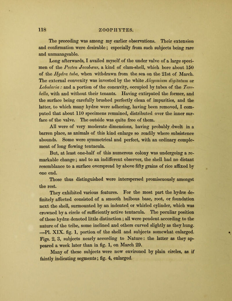 The preceding was among my earlier observations. Their extension and confirmation were desirable; especially from such subjects being rare and unmanageable. Long afterwards, I availed myself of the under valve of a large speci- men of the Pecten Jacob aus, a kind of clam-shell, which bore about 150 of the Hydra tuba, when withdrawn from the sea on the 21st of March. The external convexity was invested by the white Alcyonium diqitatum or Lobularia : and a portion of the concavity, occupied by tubes of the Tere- bella, with and without their tenants. Having extirpated the former, and the surface being carefully brushed perfectly clean of impurities, and the latter, to which many hydrae were adhering, having been removed, I com- puted that about 110 specimens remained, distributed over the inner sur- face of the valve. The outside was quite free of them. All were of very moderate dimensions, having probably dwelt in a barren place, as animals of this kind enlarge so readily where subsistence abounds. Some were symmetrical and perfect, with an ordinary comple- ment of long flowing tentacula. But, at least one-half of this numerous colony was undergoing a re- markable change; and to an indifferent observer, the shell had no distant resemblance to a surface overspread by above fifty grains of rice affixed by one end. Those thus distinguished were interspersed promiscuously amongst the rest. They exhibited various features. For the most part the hydrae de- finitely affected consisted of a smooth bulbous base, root, or foundation next the shell, surmounted by an indented or whirled cylinder, which was crowned by a circle of sufficiently active tentacula. The peculiar position of these hydrae denoted little distinction ; all were pendent according to the nature of the tribe, some inclined and others curved slightly as they hung. —PL XIX. fig. 1, portion of the shell and subjects somewhat enlarged. Figs. 2, 3, subjects nearly according to Nature: the latter as they ap- peared a week later than in fig. 1, on March 29. Many of these subjects were now environed by plain circles, as if faintly indicating segments; fig. 4, enlarged..