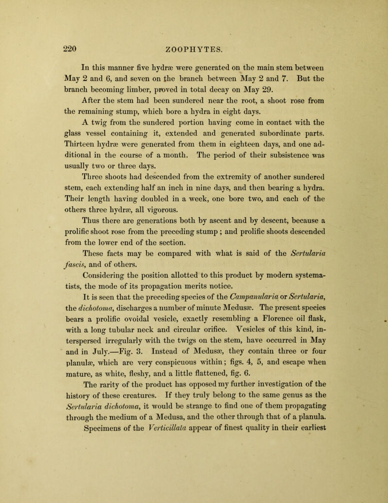 In this manner five hydrse were generated on the main stem between May 2 and 6, and seven on the branch between May 2 and 7. But the branch becoming limber, proved in total decay on May 29. After the stem had been sundered near the root, a shoot rose from the remaining stump, which bore a hydra in eight days. A twig from the sundered portion having come in contact with the glass vessel containing it, extended and generated subordinate parts. Thirteen hydrse were generated from them in eighteen days, and one ad- ditional in the course of a month. The period of their subsistence was usually two or three days. Three shoots had descended from the extremity of another sundered stem, each extending half an inch in nine days, and then bearing a hydra. Their length having doubled in a week, one bore two, and each of the others three hydrae, all vigorous. Thus there are generations both by ascent and by descent, because a prolific shoot rose from the preceding stump ; and prolific shoots descended from the lower end of the section. These facts may be compared with what is said of the Sertularia fastis, and of others. Considering the position allotted to this product by modern systema- tists, the mode of its propagation merits notice. It is seen that the preceding species of the Campanularia or Sertularia, the dichotoma, discharges a number of minute Medusae. The present species bears a prolific ovoidal vesicle, exactly resembling a Florence oil flask, with a long tubular neck and circular orifice. Vesicles of this kind, in- terspersed irregularly with the twigs on the stem, have occurred in May and in July.—Fig. 3. Instead of Medusae, they contain three or four planulae, which are very conspicuous within; figs. 4, 5, and escape when mature, as white, fleshy, and a little flattened, fig. 6. The rarity of the product has opposed my further investigation of the history of these creatures. If they truly belong to the same genus as the Sertularia dichotoma, it would be strange to find one of them propagating through the medium of a Medusa, and the other through that of a planula. Specimens of the Verticillata appear of finest quality in their earliest