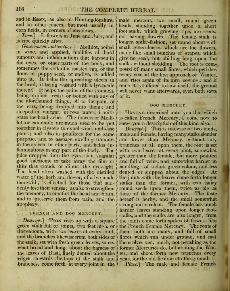 and in Essex, as also in Huntingdonshire^ and in other places, but most usually in corn fields, in corners of meadows. Time.'] It flowers in June and July, and is ripe quickly after. Government and mriues.] Mellilot, boiled in wine, and applied, mollifies all hard tumours and inflammations that happen in the eyes, or other parts of the body, and sometimes the yolk of a roasted egg, or fine flour, or poppy seed, or endive, is added unto it. It helps the spreading ulcers in the head, it being washed with a lye made thereof. It helps the pains of the stomach, being applied fresh; or boiled with any of the aforenamed things; Also, the pains of the ears, being dropped into them; and steeped in vinegar, or rose water, it miti- gates the head-ache. The flowers of Melli- lot or camomile are much used to be put together in clysters to expel wind, and ease pains; and also in poultices for the same purpose, and to assuage swelling tumours in the spleen or other parts, and helps in- flammations in any part of the body. The juice dropped into the eyes, is a singular good medicine to take away the film or skin that clouds or dimns the eye-sight. The head often washed with the distilled water of the herb and flower, of a lye made therewith, is effectual for those that sud- denly lose their senses; as also to strengthen the memory, to comfort the head and brain, and to preserve them from pain, and the apoplexy. | s FRENCH AND DOG MERCURY. I Descript.] This rises up with a square | gTeen stalk full of joints, two feet high, or \ thereabouts, with two leaves at every joint, j and the branches likewise from both sides of | the stalk, set with fresh green leaves, some- | what broad and long, about the bigness of j the leaves of Basil, finely dented about the | edges; towards the tops of the stalk and j branches, come forth at every joint in the ? male mercury two small, round green heads, standing together upon a short foot stalk, which growing ripe, are seeds, not having flowers. The female stalk is longer, spike-fashion, set round about with small green husks, which are the flowers, made like small bunches of grapes, which give no seed^ but abiding long upon the stalks without shedding. The root is com- posed of many small fibres, which perishes every year at the first approach of Winter, and rises again of its own sowing; and if once it is suffered to sow itself, the ground will never want afterwards, even both sorts of it. DOG MERCURY. Having described unto you that which is called French Mercury, I come now to shew you a description of this kind also. Descript.] This is likewise of two kinds, male and female, having many stalks slender and lower than Mercury, without any branches at all upon them, the root is set with two leaves at every joint, somewhat greater than the female, but more pointed and full of veins, and somewhat harder in handling; of a dark green colour, and less dented or snipped about the edges. At the joints with the leaves come forth longer stalks than the former, with two hairy round seeds upon them, twice as big as those of the former Mercury. The taste hereof is herby, and the smell somewhat strong and virulent. The female has much harder leaves standing upon longer foot- stalks, and the stalks are also longer; from the joints come forth spikes of flowers like the French Female Mercury. The roots of them both are many, and full of small fibres which run under ground, and mat themselves very much, not perishing as the former Mercuries do, but abiding the Win- ter, and shoot forth new branches every year, for the old lie down to the ground. Place.] The male and female French