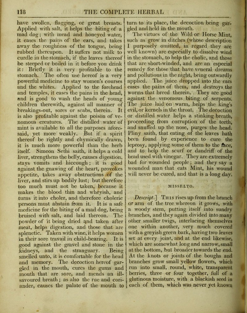 have swollen, flagging, or great breasts, t turn to its place, the decoclion being gar- Applied with salt, it helps the biting of a \ gled and held in the mouth, mad dog; with mead and honeyed water, | The virtues of the Wild or Horse Mint, it eases the pains of the ears, and takes \ such as grow in ditches (whose description away the roughness of the tongue, being | I purposely omitted, in regard they are rubbed thereupon. It suffers not milk to \ Avell known) are especially to dissolve wind curdle in the stomach, if the leaves thereof \ in the stomach, to help the cholic, and those be steeped or boiled in it before you drink \ that are short-winded, and are an especial it: Briefly it is very profitable to the \ remedy for those that have veneral dreams stomach. The often use hereof is a very \ and pollutions in the night, being outwardly powerful medicine to stay women^s courses | applied. The juice dropped into the ears and the whites. Applied to the forehead \ eases the pains of them, and destroys the and temples, it eases the pains in the head, | worms that breed therein. They are good and is good to wash the heads of young | against the venomous biting of .serpents, children therewith, against all manner of \ The juice laid on warm, helps the king's breakings-out, sores or scabs, therein. It | evil, or kernels in the throat. The decoction is also profitable against the poison of ve- distilled water helps a stinking breath, nomous creatures. The distilled water of | proceeding from corruption of the teeth, mint is available to all the purposes afore- • and snuffed up the nose, purges the head, said, yet more weakly. But if a spirit \ Pliny saith, that eating of the leaves hath thereof be rightly and chymically drawn, \ been found by experience to cure the it is much more powerful than the herb i leprosy, applying some of them to the fhce, itself. Simeon Sethi saith, it helps a cold | and to help the scurf or dandriff of the liver, strengthens the belly, causes digestion, 5 head used with vinegar. They are extremely stays vomits and hiccough; it is good j bad for wounded people; and they say a against the gnawing of the heart, provokes ; wounded man that eats Mint, his wound appetite, takes away obstructions of the \ ^vill never be cured, and that is a long day. liver, and stirs up bodily lust; but therefore | too much must not be taken, because it i misselto. makes the blood thin and wheyish, and \ turns it into choler, and therefore choleric \ - Descripf.^ This rises up from the branch persons must abstain from it. It is a safe \ or arm of the tree whereon it grows, with medicine for the biting of a mad dog, being | a woody stem, putting itself into sundry bruised with salt, and laid thereon. The j branches, and they again divided into many powder of it being dried gnd taken after j other smaller twigs, interlacing themselves meat, helps digestion, and those that are \ one within another, very much covered splenetic. Taken with wine, it helps women 5 with a greyish green bark, having two leaves in their sore travail in child-bearing. It is ; set at every joint, and at the end likewise, good against the gravel and stone in the \ which are somewhat long and narrow, small kidneys, and the stranguary. Being j at the bottom, but broader towards the end. smelled unto, it is comfortable for the head 5 At the knots or joints of the boughs and and memory. The decoction hereof gar- i branches grow small yellow flowers, which gled in the mouth, cures the gums and \ into small, round, white, transparent mouth that are sore, and mends an ill- berries, three or four together, full of a savoured breath; as also the rue and cori- \ glutinous moisture, with a blaekish seed in ander, causes the palate of the mouth to \ each of them, which was never yet known