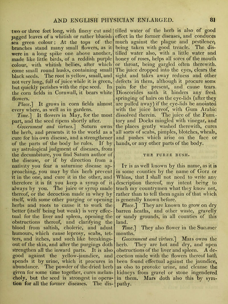 two or three feet long, with finely cut and 5 tilled water of the herb is also of good jagged leaves of a whitish or rather blueish j effect in the former diseases, and conduces sea green colour; At the tops of the j much against the plague and pestilence, branches stand many small flowers, as it j being taken with good treacle. The dis- were in a long spike one above another, j tilled water also, with a little water and made like little birds, of a reddish purple \ honey of roses, helps all sores of the mouth colour, with whitish bellies, after which \ or throat, being gargled often therewith, come small round husks, containing small j The juice dropped into the eyes, clears the black seeds. The root is yellow, small, and j sight and takes away redness and other not very long, full of juice while it is green, $ defects in them, although it procure sorm but quickly perishes with the ripe seed. In j pain for the present, and cause tears the corn fields in Cornwall, it bears white j Dioscorides saith it hinders any fresh flowers. I springing of hairs on the eye-lids (after they Place.] It grows in corn fields almost; are pulled away) if the eye-lids be anointed every where, as well as in gardens. j with the juice hereof, with Gum Arabic Time.~\ It flowers in May, for the most.} dissolved therein. The juice of the Fumi- part, and the seed ripens shortly after. j tory and Docks mingled with vinegar, and Government and virtues.] Saturn owns \ the places gently washed therewith, cures the herb, and presents it to the world as a jail sorts of scabs, pimples, blotches, wheals, cure for his own disease, and a strengthener \ and pushes which arise on the face or of the parts of the body he rules. If by \ hands, or any other parts of the body, my astrological judgment of diseases, from 1 the decumbiture, you find Saturn author of j the disease, or if by direction from a* nativity you fear a saturnine disease ap- proaching, you may by this herb prevent it in the one, and cure it in the other, and THE FURZE BUSH. It is as well known by this name, as it is in some counties by the name of Gorz or Whins, that I shall not need to vvrite any therefore it is fit you keep a syrup of it i description thereof, my intent being to always by you. The juice or syrup made \ teach my countrymen what they know not, thereof, or the decoction made in whey by \ rather than to tell them again of that which itself, with some other purging or opening j is generally known before, herbs and roots to cause it to work the 1 Placed] They are known to grow on dry better (itself being but weak) is very effec- > barren heaths, and olher waste, gravelly tual for the liver and spleen, opening the j or sandy grounds, in all counties of this obstructions thereof, and clarifying the \ land. blood from saltish, choleric, and adust 1 Time.] They also flower in the Summer humours, which cause leprosy, scabs, Let- \ months. ters, and itches, and suchlike breakings- \ Government and virtues.'] Mai s owns the out of the skin, and after the purgings doth ! herb. They are hot and dry, and open strengthen all the inward parts. It is also \ obstructions of the liver and spleen. A de- good against the yellow-jaundice, and j coction made with the flowers thereof hath spends it by urine, which it procures in \ been found effectual against the jaundice, abundance. The powder of the dried herb j as olso to provoke urine, and cleanse the given for some lime together, cures melan-} kidneys from gravel or stone ingendered choly, but the seed is strongest in opera-jin them. Mars doth also this by sym- tion for all the former diseases. The dis-! pathy.