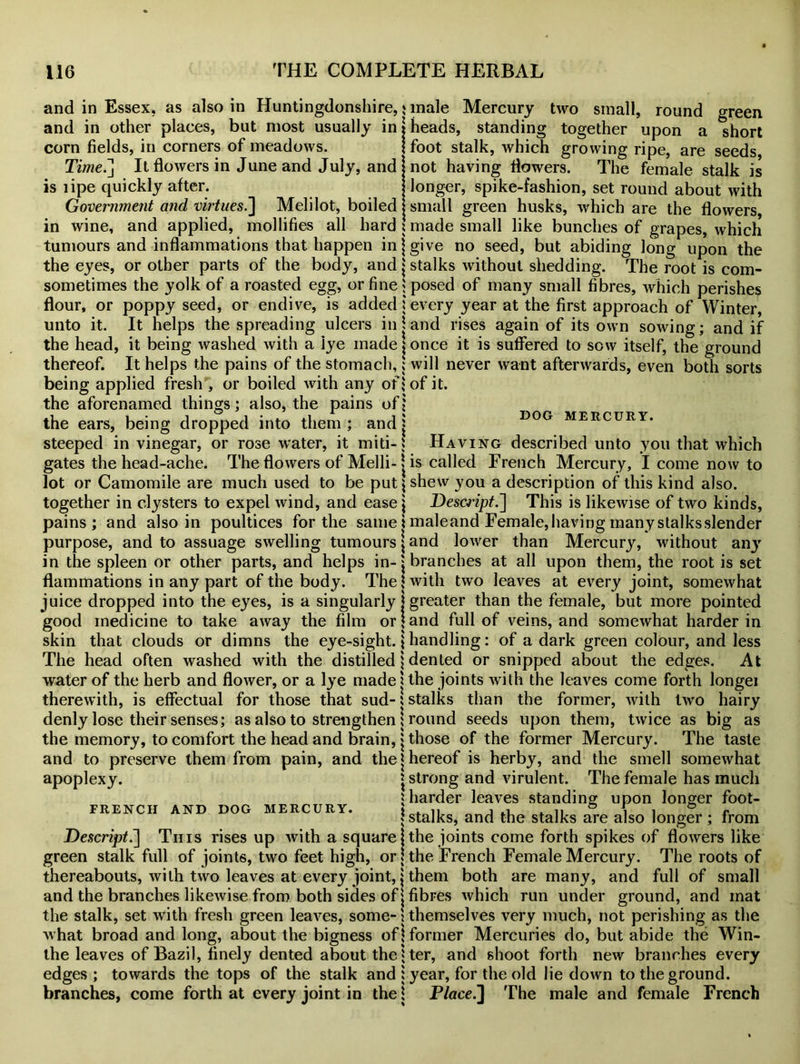 and in Essex, as also in Huntingdonshire, and in other places, but most usually in corn fields, in corners of meadows. Time.] It flowers in June and July, and is lipe quickly after. Government and virtues.] Melilot, boiled in wine, and applied, mollifies all hard tumours and inflammations that happen in the eyes, or other parts of the body, and sometimes the yolk of a roasted egg, or fine flour, or poppy seed, or endive, is added unto it. It helps the spreading ulcers in the head, it being washed with a lye made thereof. It helps the pains of the stomach, being applied fresh , or boiled with any of the aforenamed things; also, the pains of the ears, being dropped into them ; and steeped in vinegar, or rose water, it miti- gates the head-ache. The flowers of Melli- lot or Camomile are much used to be put together in clysters to expel wind, and ease pains; and also in poultices for the same purpose, and to assuage swelling tumours in the spleen or other parts, and helps in- flammations in any part of the body. The juice dropped into the eyes, is a singularly good medicine to take away the film or skin that clouds or dimns the eye-sight. The head often washed with the distilled water of the herb and flower, or a lye made therewith, is effectual for those that sud- denly lose their senses; as also to strengthen the memory, to comfort the head and brain, and to preserve them from pain, and the apoplexy. FRENCH AND DOG MERCURY. < Descript.] This rises up with a square! green stalk full of joints, two feet high, or! thereabouts, with two leaves at every joint, \ and the branches likewise from both sides of the stalk, set with fresh green leaves, some- i what broad and long, about the bigness of! the leaves of Bazil, finely dented about the ! edges ; towards the tops of the stalk and; branches, come forth at every joint in the! male Mercury two small, round green heads, standing together upon a short foot stalk, which growing ripe, are seeds, not having flowers. The female stalk is longer, spike-fashion, set round about with small green husks, which are the flowers, made small like bunches of grapes, which give no seed, but abiding long upon the stalks without shedding. The root is com- posed of many small fibres, which perishes every year at the first approach of Winter, and rises again of its own sowing; and if once it is suffered to sow itself, the ground will never want afterwards, even both sorts of it. DOG MERCURY. Hav ing described unto you that which is called French Mercury, I come now to shew you a description of this kind also. Descript.'] This is likewise of two kinds, male and Female, having many stalks slender and lower than Mercury, without any branches at all upon them, the root is set with two leaves at every joint, somewhat greater than the female, but more pointed and full of veins, and somewhat harder in handling; of a dark green colour, and less dented or snipped about the edges. At the joints with the leaves come forth longei stalks than the former, with two hairy round seeds upon them, twice as big as those of the former Mercury. The taste hereof is herby, and the smell somewhat strong and virulent. The female has much harder leaves standing upon longer foot- stalks, and the stalks are also longer; from the joints come forth spikes of flowers like the French Female Mercury. The roots of them both are many, and full of small fibres which run under ground, and mat themselves very much, not perishing as the former Mercuries do, but abide the Win- ter, and shoot forth new branches every year, for the old lie down to the ground. Place.’] The male and female French