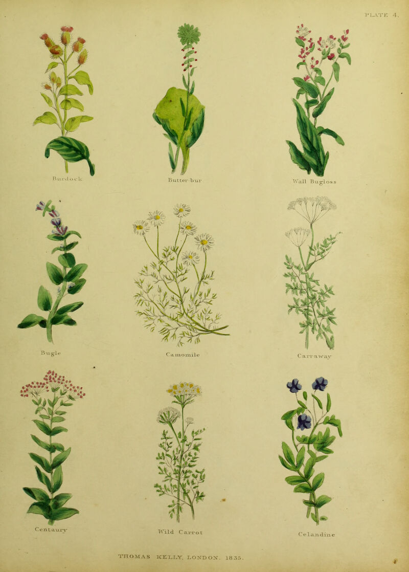 Butter bur Wall Bug-loss Bug-le C amomile Centaurr ild. C arrot C arrawav C elan din e THOMAS KELLY, LONDON. 18 35. *