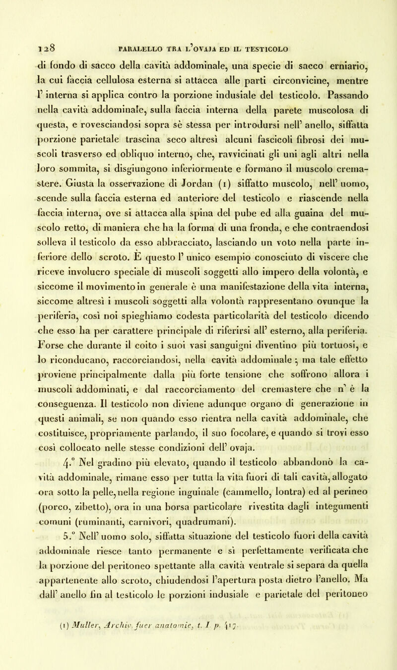 di fondo di sacco della cavità addominale, una specie di sacco erniario, la cui faccia cellulosa esterna si attacca alle parti circonvicine, mentre l’interna si applica contro la porzione indusiale del testicolo. Passando nella cavità addominale, sulla faccia interna della parete muscolosa di questa, e rovesciandosi sopra sè stessa per introdursi nell’ anello, siffatta porzione parietale trascina seco altresì alcuni fascicoli fibrosi dei mu- scoli trasverso ed obliquo interno, che, ravvicinati gli uni agli altri nella loro sommità, si disgiungono inferiormente e formano il muscolo crema- stere. Giusta la osservazione di Jordan (i) siffatto muscolo, nell’ uomo, scende sulla faccia esterna ed anteriore del testicolo e riascende nella faccia interna, ove si attacca alla spina del pube ed alla guaina del mu- scolo retto, di maniera che ha la forma di una fronda, e che contraendosi solleva il testicolo da esso abbracciato, lasciando un voto nella parte in- feriore dello scroto. E questo 1’ unico esempio conosciuto di viscere che riceve involucro speciale di muscoli soggetti allo impero della volontà, e siccome il movimento in generale è una manifestazione della vita interna, siccome altresì i muscoli soggetti alla volontà rappresentano ovunque la periferia, così noi spieghiamo codesta particolarità del testicolo dicendo che esso ha per carattere principale di riferirsi all’ esterno, alla periferia. Forse che durante il coito i suoi vasi sanguigni diventino più tortuosi, e lo riconducano, raccorciandosi, nella cavità addominale *, ma tale effetto proviene principalmente dalla più forte tensione che soffrono allora i muscoli addominati, e dal raccorciamento del cremastere che n1 è la conseguenza. Il testicolo non diviene adunque organo di generazione in questi animali, se non quando esso rientra nella cavità addominale, che costituisce, propriamente parlando, il suo focolare, e quando si trovi esso così collocato nelle stesse condizioni dell’ ovaja. 4. ° Nel gradino più elevato, quando il testicolo abbandonò la ca- vità addominale, rimane esso per tutta la vita fuori di tali cavità, allogato ora sotto la pelle, nella regione inguinale (cammello, lontra) ed al perineo (porco, zibetto), ora in una borsa particolare rivestita dagli integumenti comuni (ruminanti, carnivori, quadrumani). 5. ° Nell’uomo solo, siffatta situazione del testicolo fuori della cavità addominale riesce tanto permanente e sì perfettamente verificata che la porzione del peritoneo spettante alla cavità ventrale si separa da quella appartenente allo scroto, chiudendosi l’apertura posta dietro l’anello. Ma dall’ anello fin al testicolo le porzioni indusiale e parietale del peritoneo (i) Müller, Archiv.fuer anatomie} t. I p.