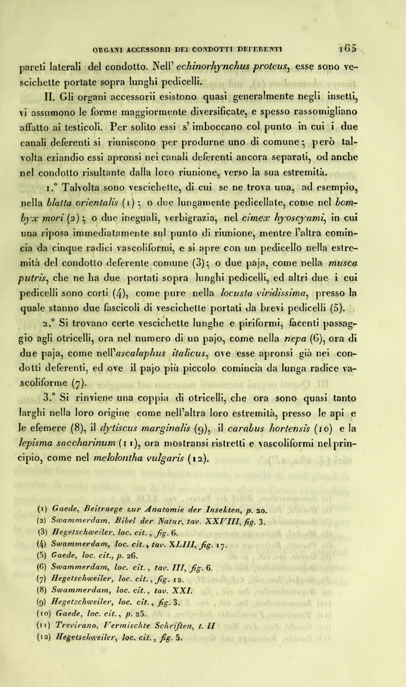 ! OS pareti laterali del condotto. Nell’ echinorhynchus proteus, esse sono ve- scichette portate sopra lunghi pedicelli. IL Gli organi accessorii esistono quasi generalmente negli insetti, vi assumono le forme maggiormente diversificate, e spesso rassomigliano affatto ai testicoli. Per solito essi s’imboccano col punto in cui i due canali deferenti si riuniscono per produrne uno di comune • però tal- volta eziandio essi apronsi nei canali deferenti ancora separati, od anche nel condotto risultante dalla loro riunione, verso la sua estremità. i.° Talvolta sono vescichette, di cui se ne trova una, ad esempio, nella blatta orìentalis (i) -, o due lungamente pedicellate, come nel bom- bycc mori (2) ^ o due ineguali, verbigrazia, nel cimex hyoscyami, in cui una riposa immediatamente sul punto di riunione, mentre l’altra comin- cia da cinque radici vascoliformi, e si apre con un pedicello nella estre- mità del condotto deferente comune (3)^ o due paja, come nella musca putris, che ne ha due portati sopra lunghi pedicelli, ed altri due i cui pedicelli sono corti (4), come pure nella locusta lindissima, presso la quale stanno due fascicoli di vescichette portati da brevi pedicelli (5). 2.0 Si trovano certe vescichette lunghe e piriformi, facenti passag- gio agli otricelli, ora nel numero di un pajo, come nella nepa (6), ora di due paja, come nell' ascalaphus italicus, ove esse apronsi già nei con- dotti deferenti, ed ove il pajo più piccolo comincia da lunga radice va- scoliforme (7). 3.° Si rinviene una coppia di otricelli, che ora sono quasi tanto larghi nella loro origine come nell’altra loro estremità, presso le api e le efemere (8), il dytiscus marginalis (9), il carabus hortensis (io) e la lepisma saccharinum (1 1), ora mostratisi ristretti e vascoliformi nel prin- cipio, come nel melolontha vulgaris (12). (1) Gaede, Beitraege zur Anatomìe der Insekten, p. 20. (2) Swammerdam, Bibel der Natur, tav. XXVIII, fig. 3. (3) Hegetschweiler, loc. cit., f.g. 6. (4) Swammerdam, loc. cit., tav. XLIII, fig. 17. (5) Gaede, loc. cit., p. 26. (6) Swammerdam, loc. cit., tav. Ili, fig. 6. (y) Ilegetscliweiler, loc. cit., fig. 12. (8) Swammerdam, loc. cit., tav. XXI. (9) Hegetschweiler, loc. cit., fig. 3. (10) Gaede, loc. cit., p. 25. (n) Trevirano, Vermischte Schriften, t. II