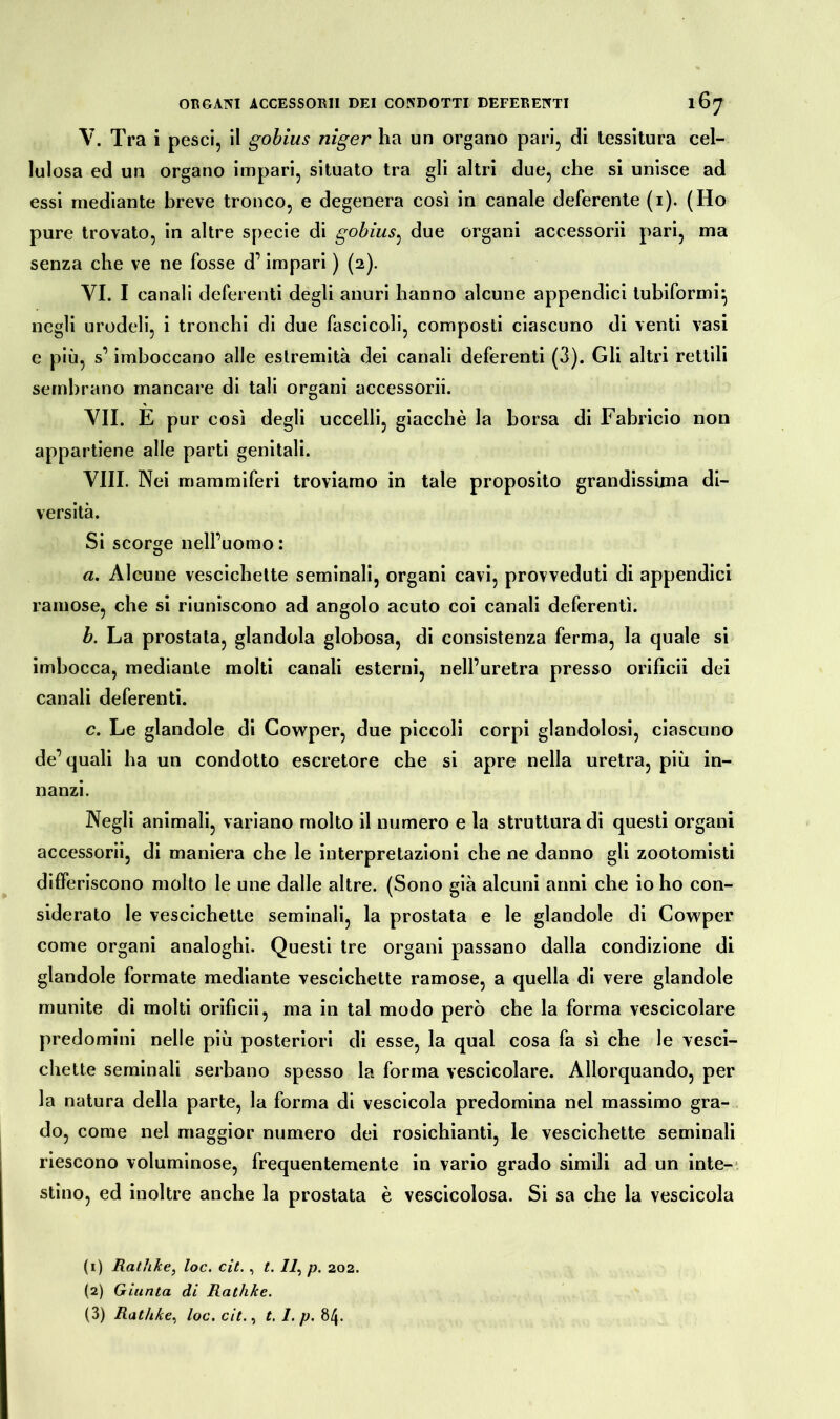 V. Tra i pesci, il gobius niger ha un organo pari, di tessitura cel- lulosa ed un organo impari, situato tra gli altri due, che si unisce ad essi mediante breve tronco, e degenera così in canale deferente (i). (Ho pure trovato, in altre specie di gobius, due organi accessorii pari, ma senza che ve ne fosse d’impari ) (2). VI. I canali deferenti degli anuri hanno alcune appendici tubiformi} negli urodeli, i tronchi di due fascicoli, composti ciascuno di venti vasi e più, s’ imboccano alle estremità dei canali deferenti (3). Gli altri rettili sembrano mancare di tali organi accessorii. VII. È pur così degli uccelli, giacché la borsa di Fabricio non appartiene alle parti genitali. Vili. Nei mammiferi troviamo in tale proposito grandissima di- versità. Si scorge nell’uomo : a. Alcune vescichette seminali, organi cavi, provveduti di appendici ramose, che si riuniscono ad angolo acuto coi canali deferenti. b. La prostata, glandola globosa, di consistenza ferma, la quale si imbocca, mediante molti canali esterni, nell’uretra presso orificii dei canali deferenti. c. Le glandole di Cowper, due piccoli corpi glandolosi, ciascuno de’ quali ha un condotto escretore che si apre nella uretra, più in- nanzi. Negli animali, variano molto il numero e la struttura di questi organi accessorii, di maniera che le interpretazioni che ne danno gli zootomisti differiscono molto le une dalle altre. (Sono già alcuni anni che io ho con- siderato le vescichette seminali, la prostata e le glandole di Cowper come organi analoghi. Questi tre organi passano dalla condizione di glandole formate mediante vescichette ramose, a quella di vere glandole munite di molti orificii, ma in tal modo però che la forma vescicolare predomini nelle più posteriori di esse, la qual cosa fa sì che le vesci- chette seminali serbano spesso la forma vescicolare. Allorquando, per la natura della parte, la forma di vescicola predomina nel massimo gra- do, come nel maggior numero dei rosichianti, le vescichette seminali riescono voluminose, frequentemente in vario grado simili ad un inte- stino, ed inoltre anche la prostata è vescicolosa. Si sa che la vescicola (1) RathJce, loc. cit. , t. Il, p. 202. (2) Giunta di RathJce. (3) Rathke, loc. cit., t, 1. p. 84.