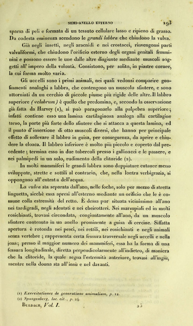 sparsa di peli e formata di un tessuto cellulare lasso e ripieno di grasso. Da codesta eminenza scendono le grandi labbra che chiudono la vulva. Già negli insetti, negli aracnidi e nei crostacei, rinvengonsi parti valvuliformi, che chiudono l’orificio esterno degli organi genitali femmi- nini e possono essere le une dalle altre disgiunte mediante muscoli sog- getti all’ impero della volontà. Consistono, per solito, in piastre cornee, la cui forma molto varia. Gli uccelli sono i primi animali, nei quali vedonsi comparire gon- fiamenti analoghi a labbra, che contengono un muscolo sfintere, e sono attorniati da un cerchio di piccole piume più rigide delle altre. Il labbro superiore ( velabruni) è quello che predomina, e, secondo la osservazione già fatta da Harvey (i), si può paragonarlo alla palpebra superiore } infatti contiene esso una lamina cartilaginosa analoga alla cartilagine tarso, la parte più forte dello sfintere che si attacca a questa lamina, ed il punto d’inserzione di otto muscoli diversi, che hanno per principale effetto di sollevare il labbro in guisa, per conseguenza, da aprire e chiu- dere la cloaca. Il labbro inferiore è molto più piccolo e coperto dal pre- cedente termina esso in due tubercoli presso i gallinacei e le passere, e nei palmipedi in un solo, rudimento della clitoride (2). In molti mammiferi le grandi labbra sono doppiature cutanee meno sviluppate, strette e sottili al contrario, che, nella lontra verbigrazia, si oppongono all’entrata dell’acqua. La vulva sta separata dall’ano, nelle foche, solo per mezzo di stretta linguetta, sicché essa apresi all’esterno mediante un orificio che le è co- mune colla estremità del retto. E dessa pur situata vicinissimo all’ano nei tardigradi, negli sdentati e nei cheirotteri. Nei marsupiali ed in molli rosichianti, trovasi circondata, congiuntamente all’ano, da un muscolo sfintere contenuto in un anello prominente a guisa di cercine. Siffatta apertura è rotonda nei pesci, nei rettili, nei rosichianti e negli animali senza vertebre ^ rappresenta certa fessura trasversale negli uccelli e nella jena^ presso il maggior numero dei mammiferi, essa ha la forma di una fessura longitudinale, diretta perpendicolarmente all’indietro, di maniera che la clitoride, la quale segna l’estremità anteriore, trovasi all’ingiù, mentre nella donna sta all’insù e nel davanti. <r) Exercitationes de generationeanimalium, p. 12. (2) Spangenberg, loc. ci7., p. 24. Bludacii, Voi /.