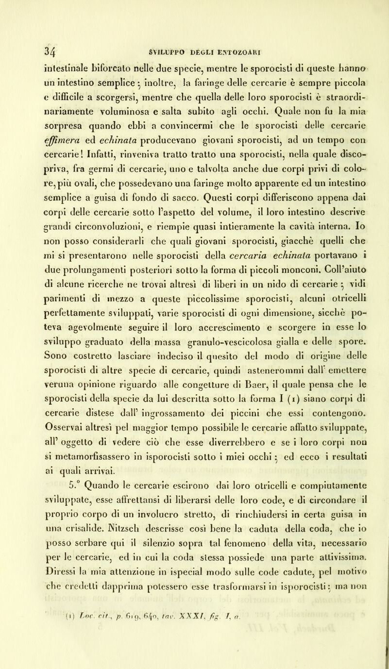 intestinale biforcato nelle due specie, mentre le sporocisti di queste hanno un intestino semplice } inoltre, la faringe delle cercarie è sempre piccola e difficile a scorgersi, mentre che quella delle loro sporocisti è straordi- nariamente voluminosa e salta subito agli occhi. Quale non fu la mia sorpresa quando ebbi a convincermi che le sporocisti delle cercarie effimera ed echinata producevano giovani sporocisti, ad un tempo con cercarie! Infatti, rinveniva tratto tratto una sporocisti, nella quale disco- priva, fra germi di cercarie, uno e talvolta anche due corpi privi di colo- re, più ovali, che possedevano una faringe molto apparente ed un intestino semplice a guisa di fondo di sacco. Questi corpi differiscono appena dai corpi delle cercarie sotto l’aspetto del volume, il loro intestino descrive grandi circonvoluzioni, e riempie quasi intieramente la cavità interna. Io non posso considerarli che quali giovani sporocisti, giacché quelli che mi si presentarono nelle sporocisti della cercaria echinata portavano i due prolungamenti posteriori sotto la forma di piccoli monconi. Coll’aiuto di alcune ricerche ne trovai altresì di liberi in un nido di cercarie } vidi parimenti di mezzo a queste piccolissime sporocisti, alcuni otricelli perfettamente sviluppati, varie sporocisti di ogni dimensione, sicché po- teva agevolmente seguire il loro accrescimento e scorgere in esse lo sviluppo graduato della massa granulo-vescicolosa gialla e delle spore. Sono costretto lasciare indeciso il quesito del modo di origine delle sporocisti di altre specie di cercarie, quindi astenerommi dall’ emettere veruna opinione riguardo alle congetture di Baer, il quale pensa che le sporocisti della specie da lui descritta sotto la forma I (1) siano corpi di cercarie distese dall’ ingrossamento dei piccini che essi contengono. Osservai altresì pel maggior tempo possibile le cercarie affatto sviluppate, all’ oggetto di vedere ciò che esse diverrebbero e se i loro corpi non si metamorfìsassero in isporocisti sotto i miei occhi • ed ecco i resultati ai quali arrivai. 5.° Quando le cercarie escirono dai loro otricelli e compiutamente sviluppate, esse affrettansi di liberarsi delle loro code, e di circondare il proprio corpo di un involucro stretto, di rinchiudersi in certa guisa in una crisalide. Nitzsch descrisse così bene la caduta della coda, che io posso serbare qui il silenzio sopra tal fenomeno della vita, necessario per le cercarie, ed in cui la coda stessa possiede una parte attivissima. Diressi la mia attenzione in ispecial modo sulle code cadute, pel motivo che credetti dapprima potessero esse trasformarsi in isporocisti} (1) toc. cit,, p 619, 640, tav. XXXt^fg. /, a. ma non