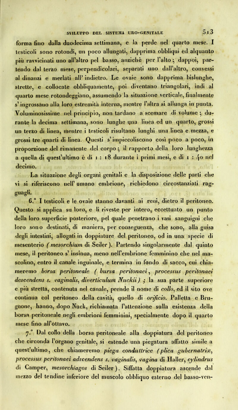 forma fino dalla duodecima settimana, e la perde nel quarto mese. I testicoli sono rotondi, un poco allungati, dapprima obbliqui ed alquanto più ravvicinati uno all’altro pel basso, anziché per l’alto } dappoi, par- tendo dal terzo mese, perpendicolari, separali uno dall’altro, convessi al dinanzi e merlati all’ indietro. Le ovaie sono dapprima bislunghe, strette, e collocate obbliquamente, poi diventano triangolari, indi al quarto mese rotondeggiano, assumendo la situazione verticale, finalmente s’ingrossano alla loro estremità interna, mentre l’altra si allunga in punta. Voluminosissime nel principio, non tardano a scemare di volume } du- rante la decima settimana, sono lunghe ijna linea ed un quarto, grossi un terzo di linea, mentre i testicoli risultano lunghi una linea e mezza, e grossi tre qnarti di linea. Questi s’impiccoliscono così poco a poco, in proporzione del rimanente del corpo } il rapporto della loro lunghezza a quella di quest’ultimo è di i : 18 durante i primi mesi, e di i : 4° nel decimo. La situazione degli organi genitali e la disposizione delle parti che vi si riferiscono nell’ umano embrione, richiedono circostanziati rag- guagli. 6.° I testicoli e le ovaie stanno davanti ai reni, dietro il peritoneo. Questo si applica su loro, e li riveste per intero, eccettuato un punto della loro superficie posteriore, pel quale penetrano i vasi sanguigni che loro sono destinati, di maniera, per conseguenza, che sono, alla guisa degli intestini, allogati in doppiature del peritoneo, od in una specie di mesenterio ( mesorchium di Seiler ). Partendo singolarmente dal quinto mese, il peritoneo s’insinua, meno nell’embrione femminino che nel ma- scolino, entro il canale inguinale, e termina in fondo di sacco, cui chia- meremo borsa peritoneale ( bursa peritonaei, processus peritonaei descendens s. vaginalis, diverliculum Nuckii) $ la sua parte superiore e più stretta, contenuta nel canale, prende il nome di collo. ed il sito ove continua col peritoneo della cavità, quello di orificio. Palletta e Bru- gnone, hanno, dopo Nuck, richiamata l’attenzione sulla esistenza della borsa peritoneale negli embrioni femminini, specialmente dopo il quarto mese fino all’ottavo. 7*° Dal collo della borsa peritoneale alla doppiatura del peritoneo che circonda l’organo genitale, si estende una piegatura affatto simile a quest'ultimo, che chiameremo piega conduttrice (plica gubernatrix, processus peritonaei adscendens s. vaginalis, vagina di Haller, cylindrus di Camper, rnesorchiagos di Seiler). Siffatta doppiatura ascende dal mezzo del tendine inferiore del muscolo obbliquo esterno del basso-venr