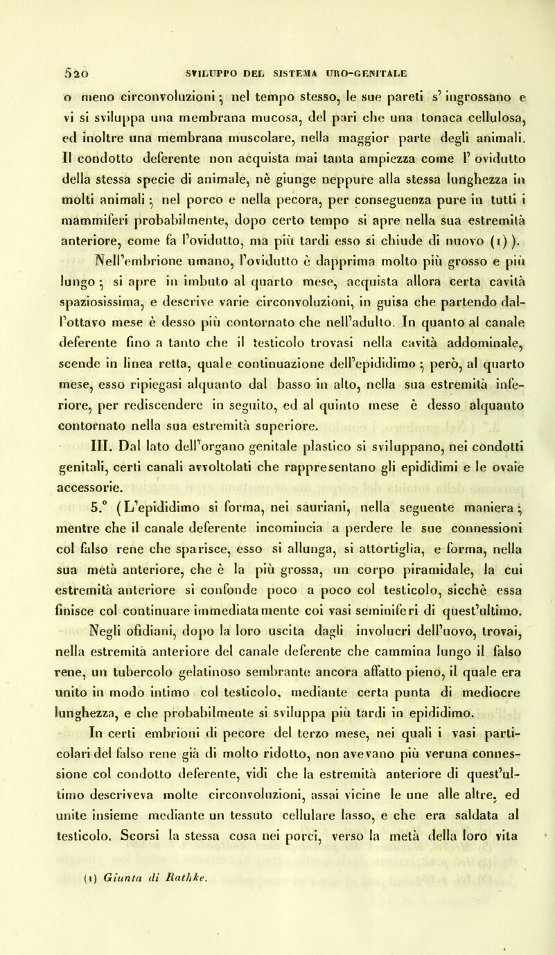 o meno circonvoluzioni *, nel tempo stesso, le sue pareti s’ingrossano e vi si sviluppa una membrana mucosa, del pari che una tonaca cellulosa, ed inoltre una membrana muscolare, nella maggior parte degli animali. Il condotto deferente non acquista mai tanta ampiezza come 1’ ovidutto della stessa specie di animale, nè giunge neppure alla stessa lunghezza in molti animali • nel porco e nella pecora, per conseguenza pure in tutti i mammiferi probabilmente, dopo certo tempo si apre nella sua estremità anteriore, come fa l’ovidutto, ma più tardi esso si chiude di nuovo (i) ). Nell’embrione umano, l’ovidutto è dapprima molto più grosso e più lungo • si apre in imbuto al quarto mese, acquista allora certa cavità spaziosissima, e descrive varie circonvoluzioni, in guisa che partendo dal- l’ottavo mese è desso più contornato che nell’adulto. In quanto al canale deferente fino a tanto che il testicolo trovasi nella cavità addominale, scende in linea retta, quale continuazione dell’epididimo però, al quarto mese, esso ripiegasi alquanto dal basso in alto, nella sua estremità infe- riore, per rediscendere in seguito, ed al quinto mese è desso alquanto contornato nella sua estremità superiore. III. Dal lato dell’organo genitale plastico si sviluppano, nei condotti genitali, certi canali avvoltolati che rappresentano gli epididimi e le ovaie . accessorie. 5.° ( L’epididimo si forma, nei sauriani, nella seguente maniera • mentre che il canale deferente incomincia a perdere le sue connessioni col falso rene che sparisce, esso si allunga, si attortiglia, e forma, nella sua metà anteriore, che è la più grossa, un corpo piramidale, la cui estremità anteriore si confonde poco a poco col testicolo, sicché essa finisce col continuare immediatamente coi vasi seminiferi di quest’ultimo. Negli ofidiani, dopo la loro uscita dagli involucri dell’uovo, trovai, nella estremità anteriore del canale deferente che cammina lungo il falso rene, un tubercolo gelatinoso sembrante ancora affatto pieno, il quale era unito in modo intimo col testicolo, mediante certa punta di mediocre lunghezza, e che probabilmente si sviluppa più tardi in epididimo. In certi embrioni di pecore del terzo mese, nei quali i vasi parti- colari del falso rene già di molto ridotto, non avevano più veruna connes- sione col condotto deferente, vidi che la estremità anteriore di quest’ul- timo descriveva molte circonvoluzioni, assai vicine le une alle altre, ed unite insieme mediante un tessuto cellulare lasso, e che era saldata al testicolo. Scorsi la stessa cosa nei porci, verso la metà della loro vita (i) Giunta di Rathke.